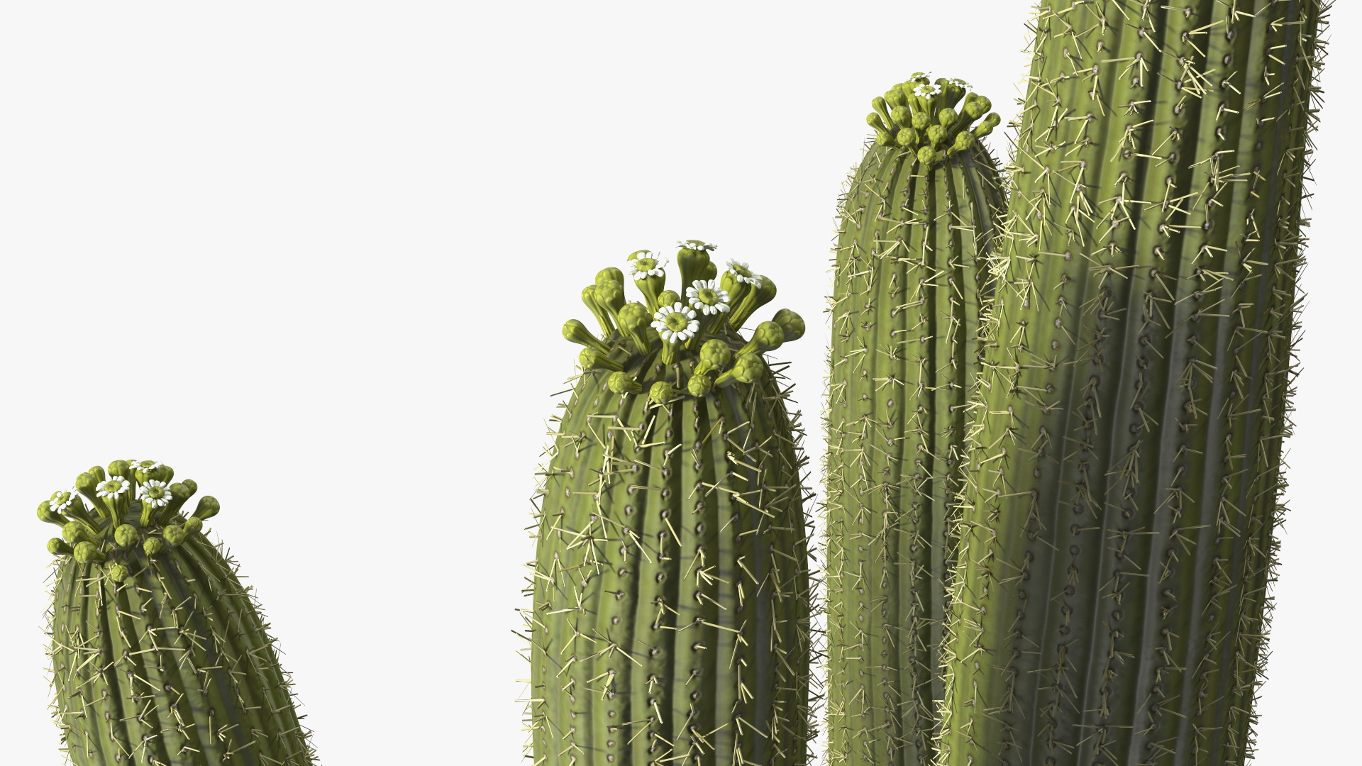 3D Saguaro Cactus Fur model