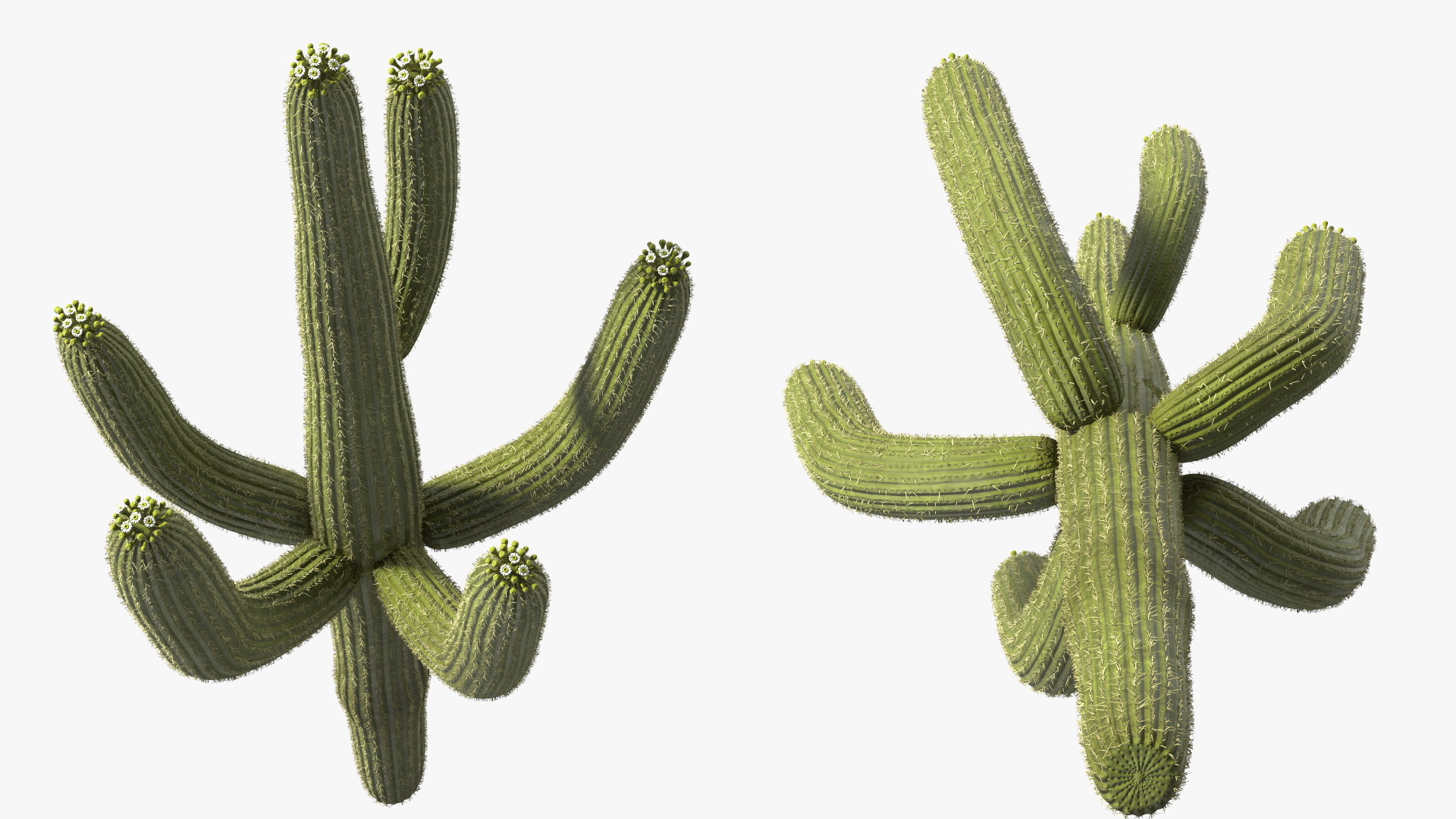 3D Saguaro Cactus Fur model