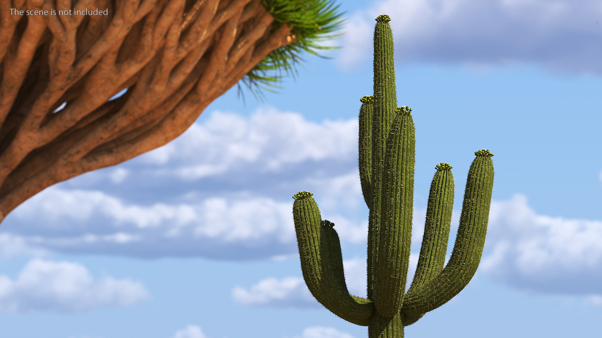 3D Saguaro Cactus Fur model