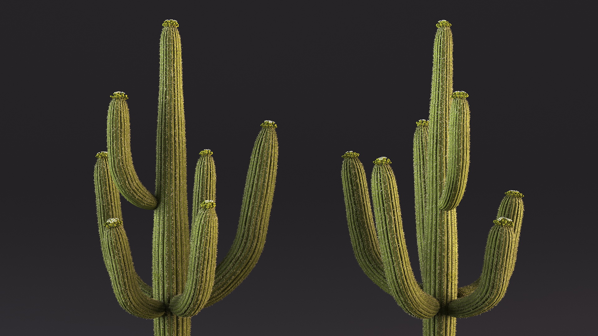 3D Saguaro Cactus Fur model