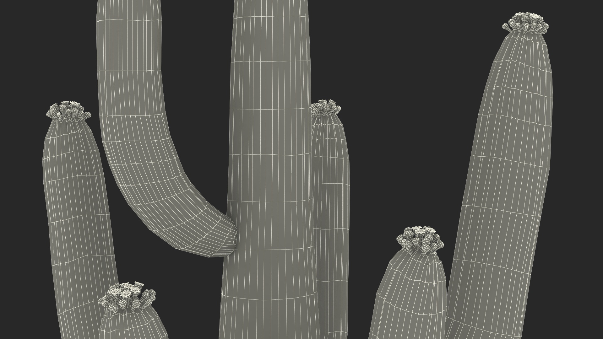 3D Saguaro Cactus Fur model