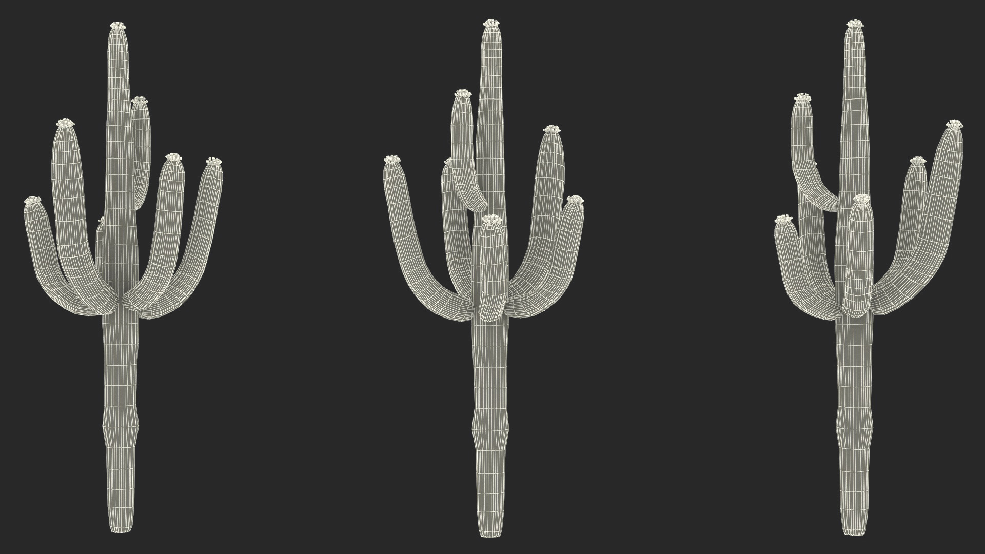 3D Saguaro Cactus Fur model