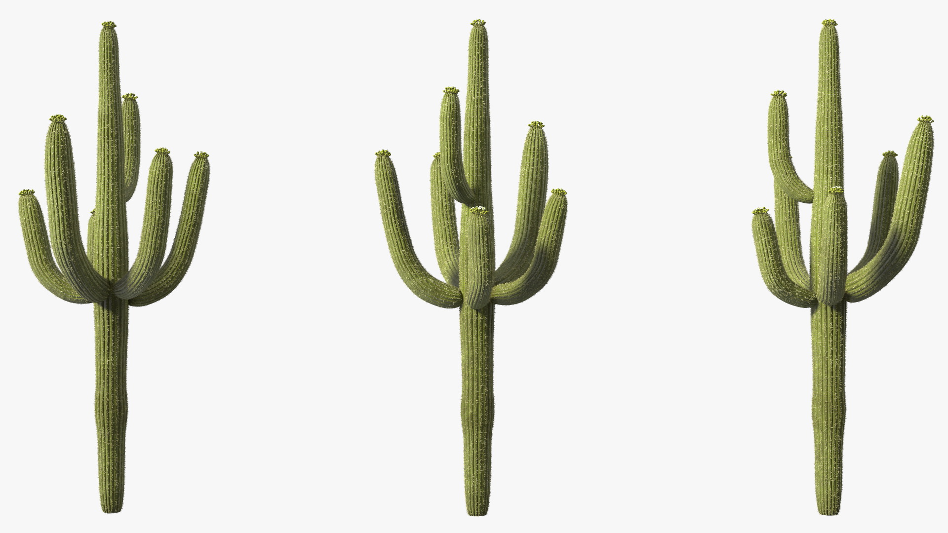 3D Saguaro Cactus Fur model