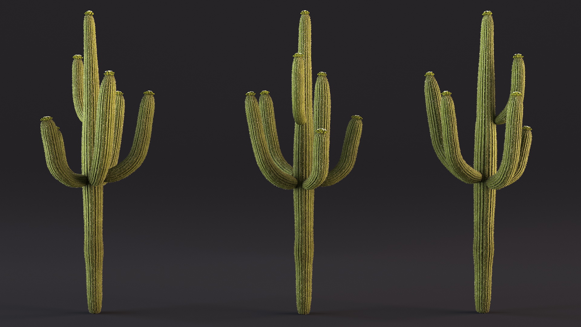 3D Saguaro Cactus Fur model