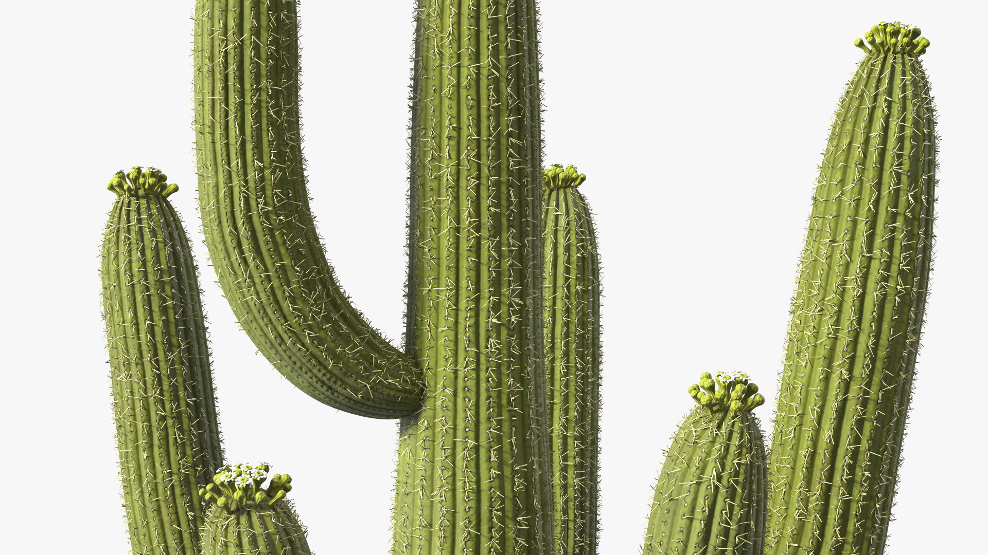 3D Saguaro Cactus Fur model