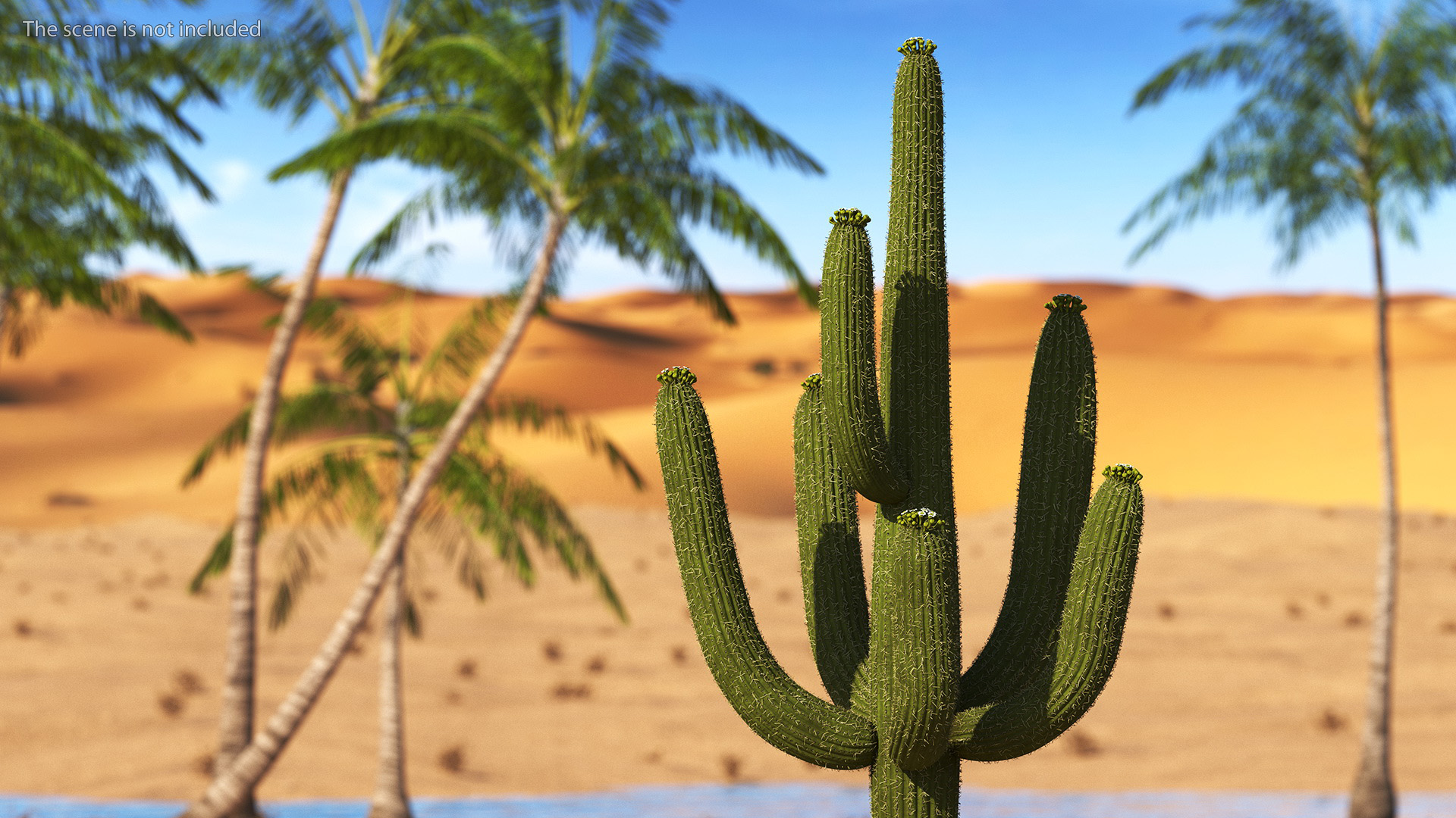 3D Saguaro Cactus Fur model