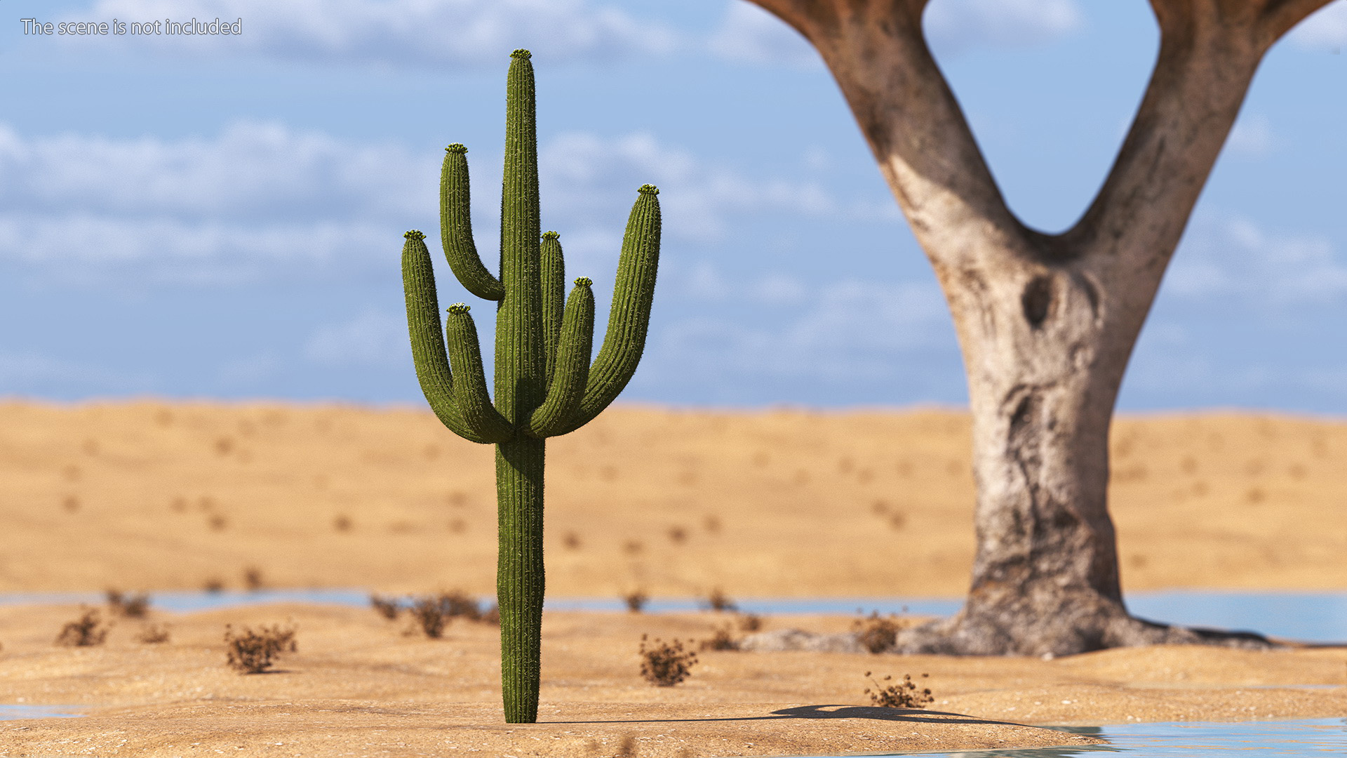 3D Saguaro Cactus Fur model