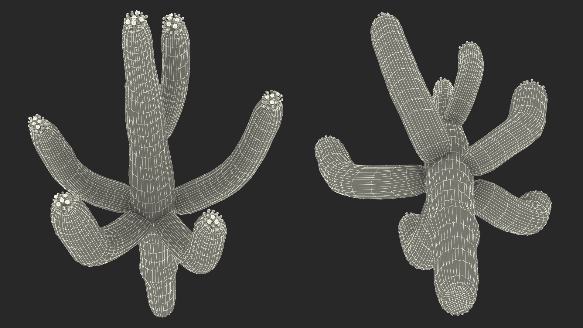 3D Saguaro Cactus Fur model