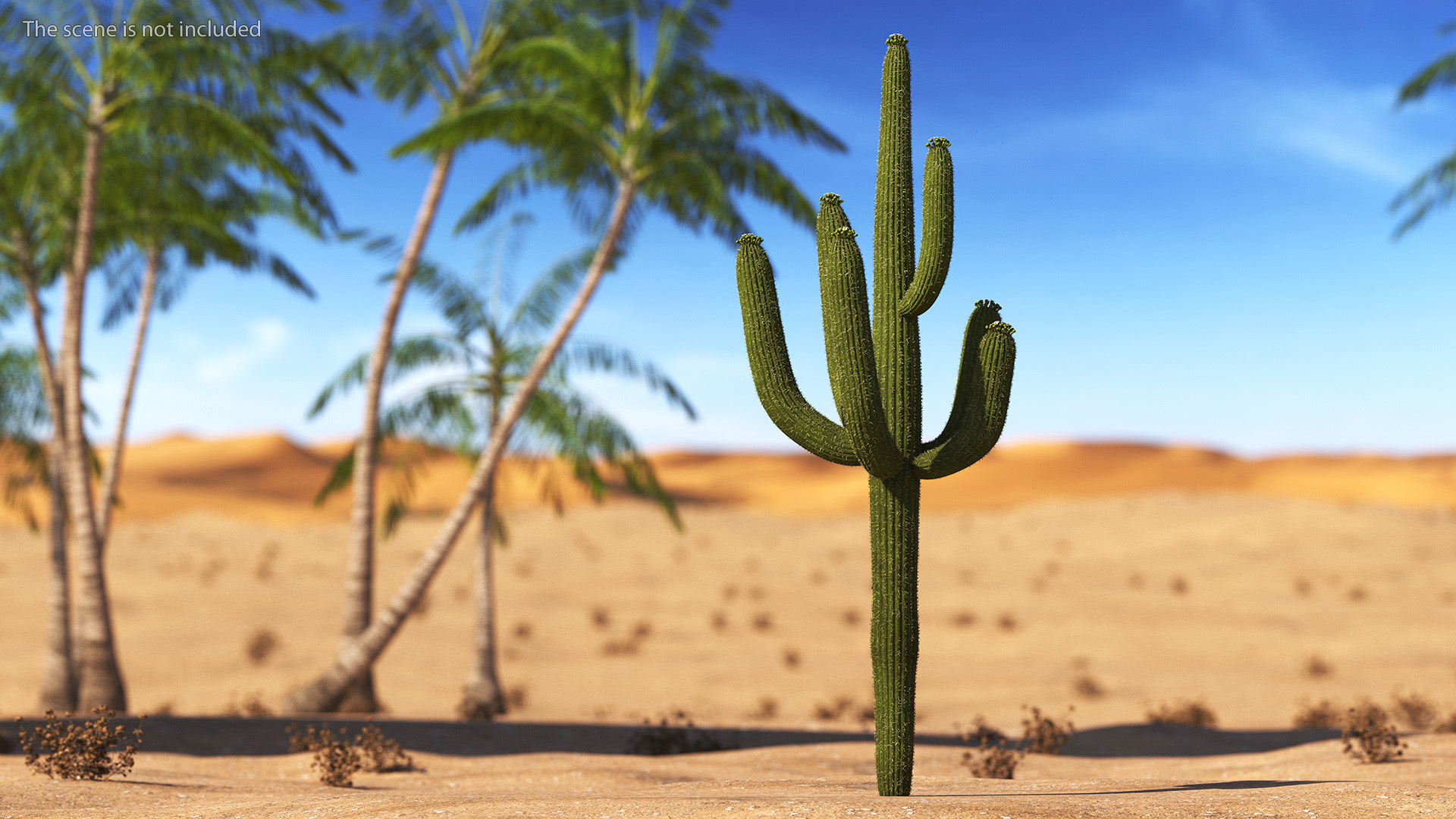 3D Saguaro Cactus Fur model