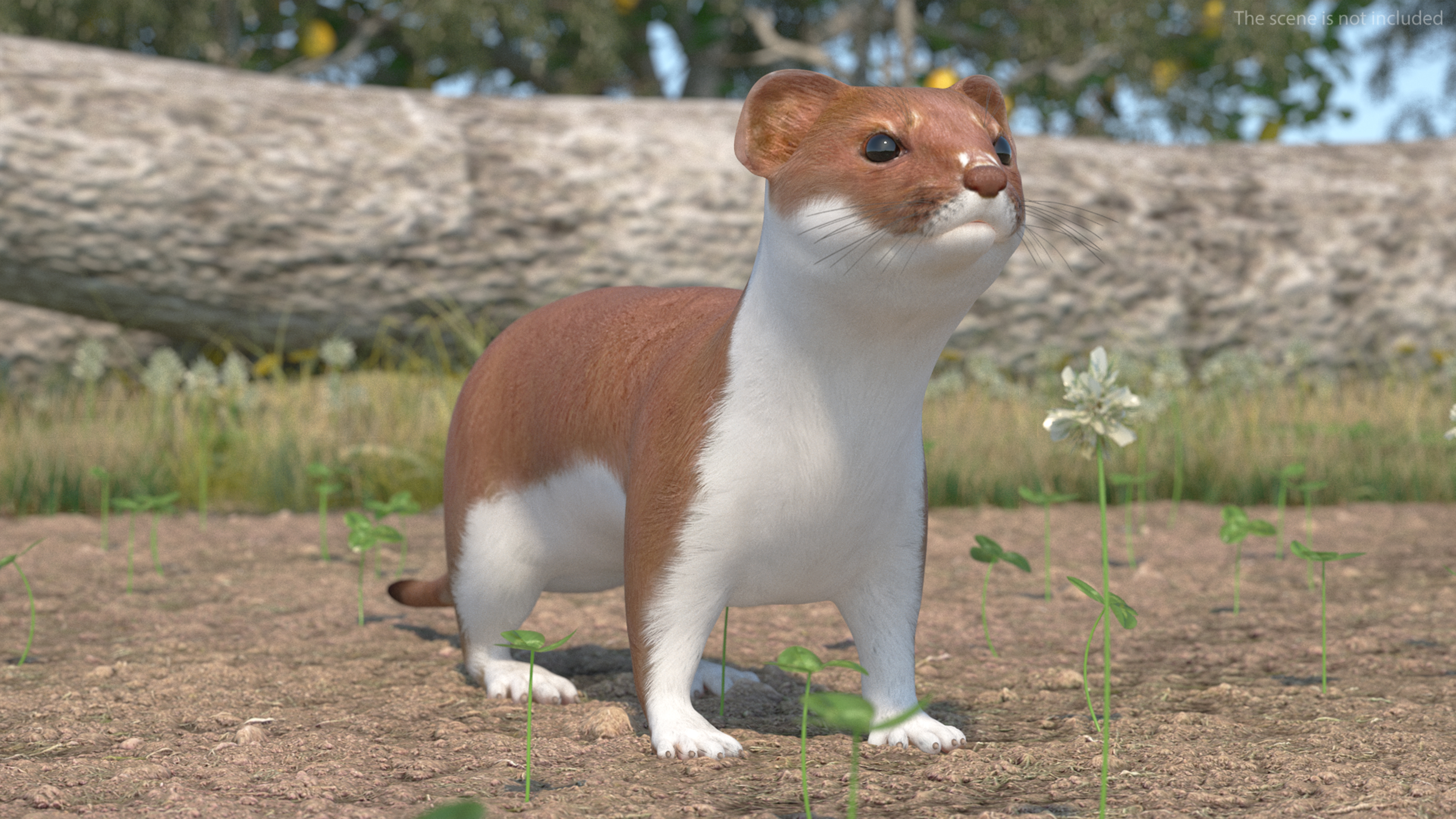 3D Eurasian Stoat Brown Rigged for Cinema 4D