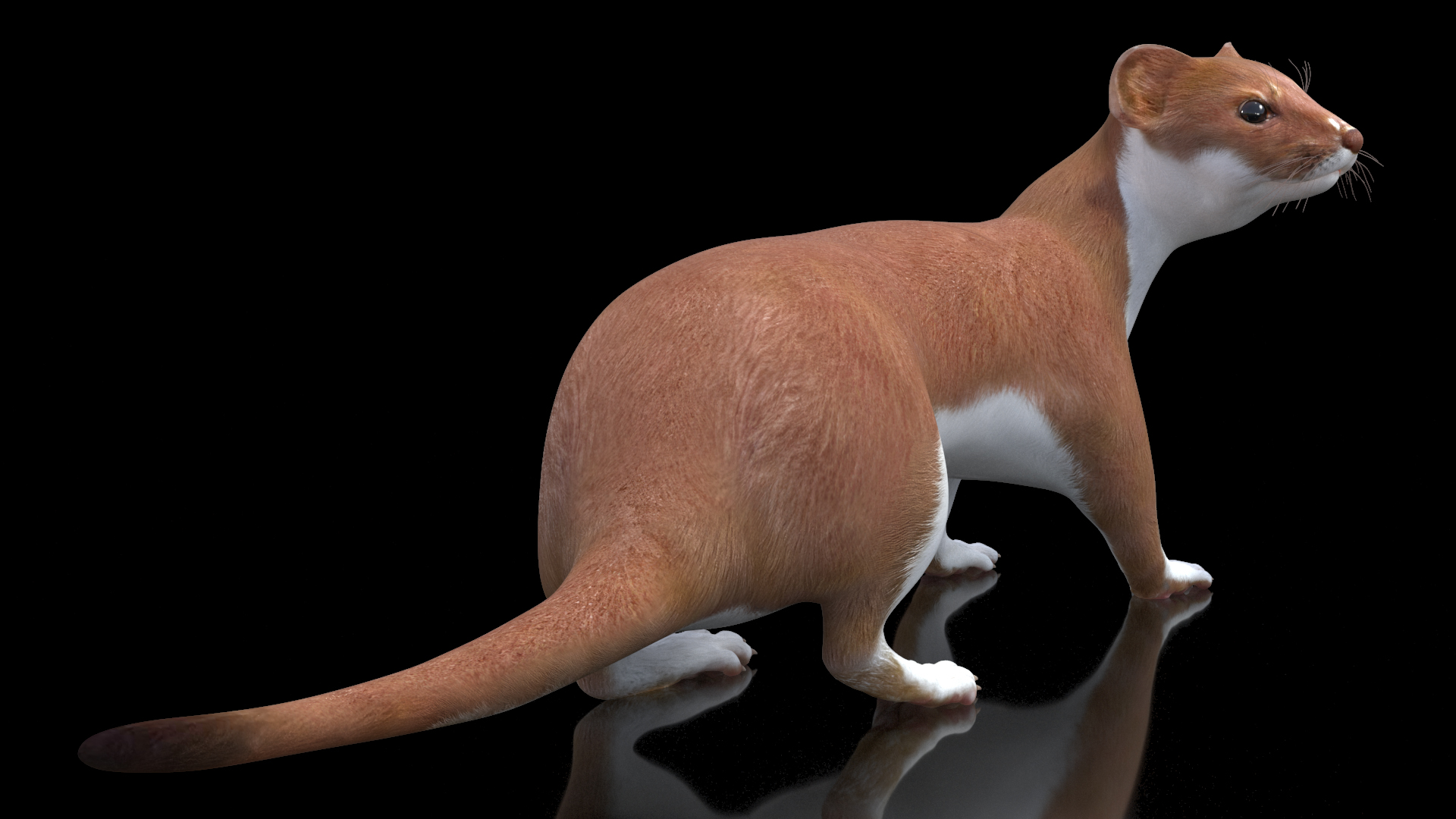 3D Eurasian Stoat Brown Rigged for Cinema 4D