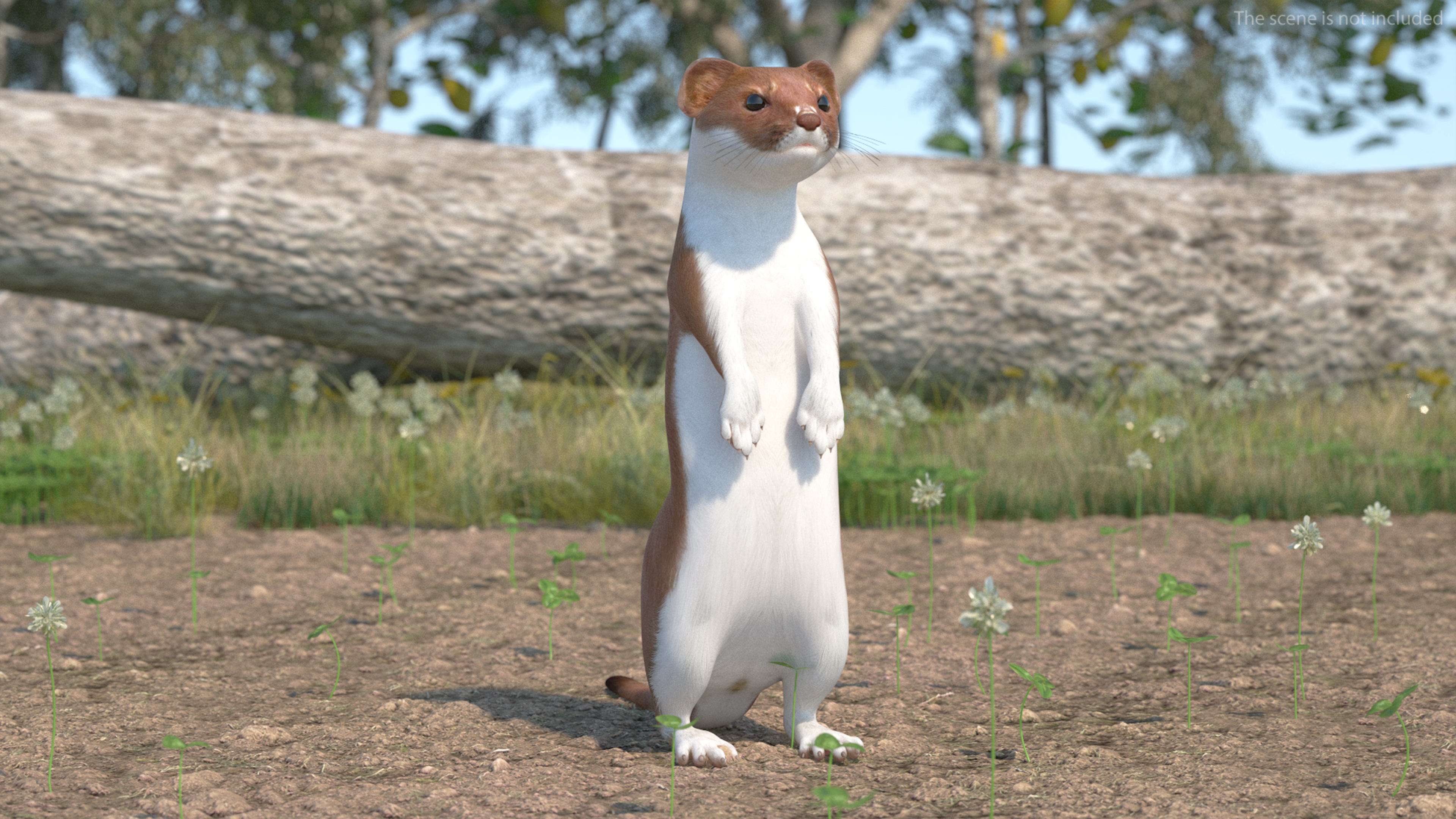 3D Eurasian Stoat Brown Rigged for Cinema 4D