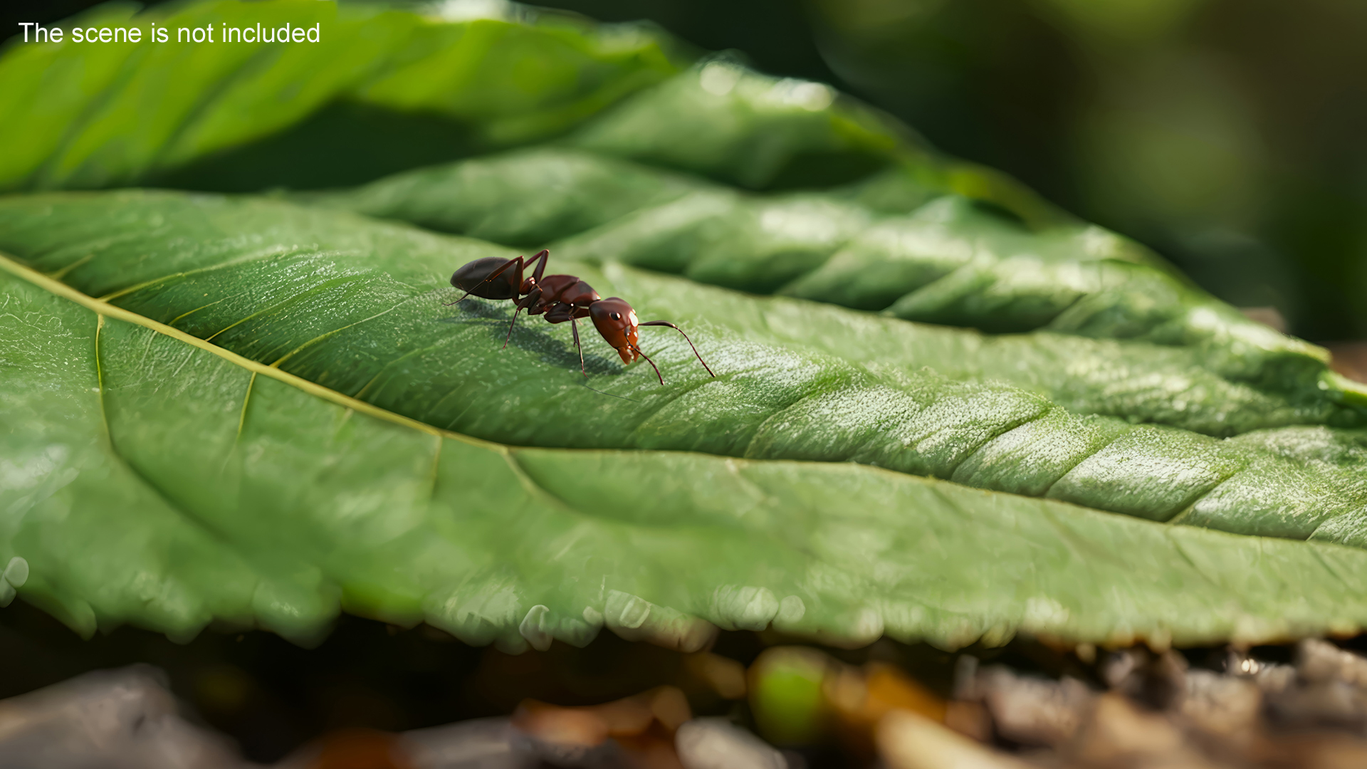 Realistic Red Ant 3D