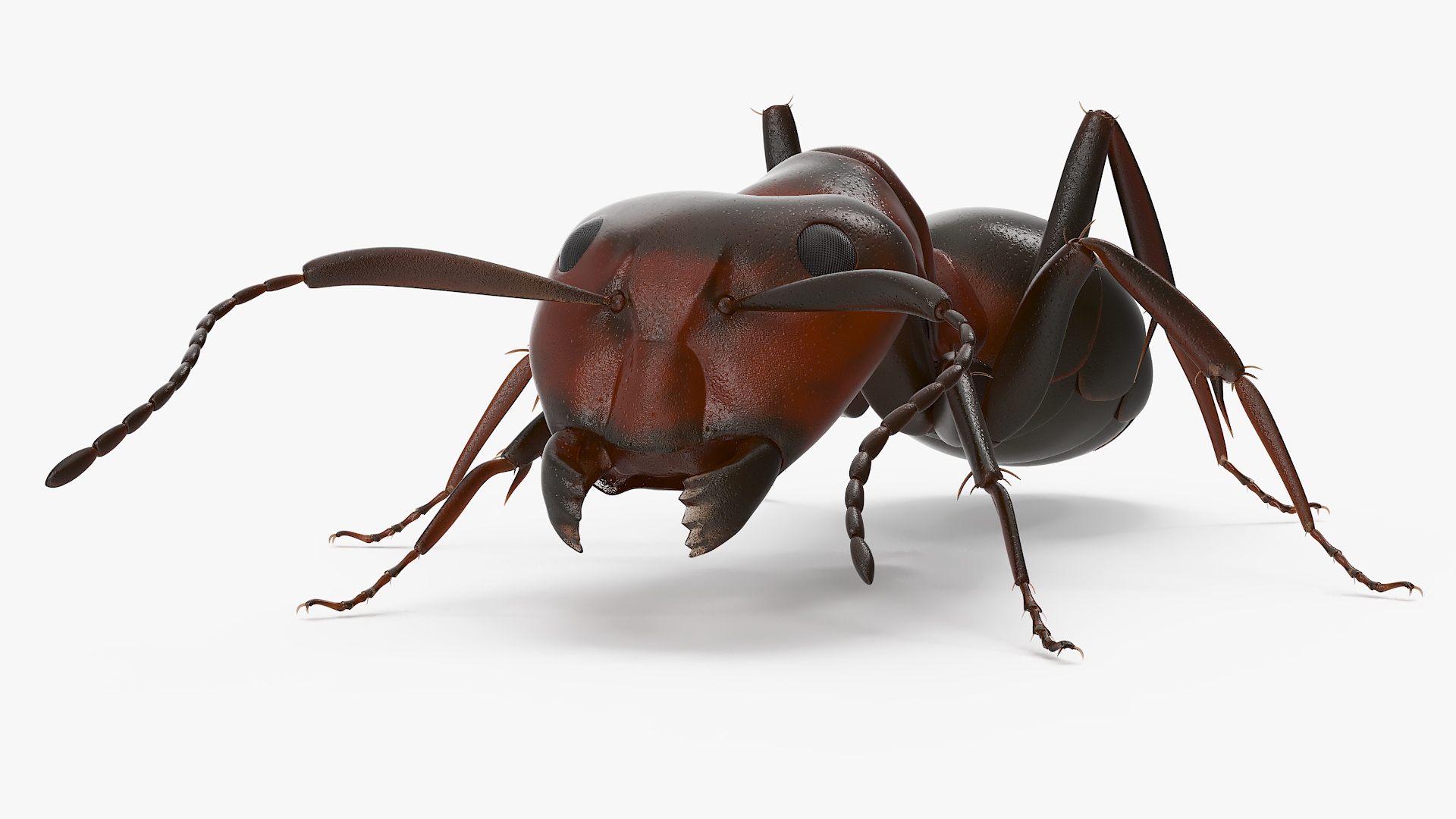 Realistic Red Ant 3D