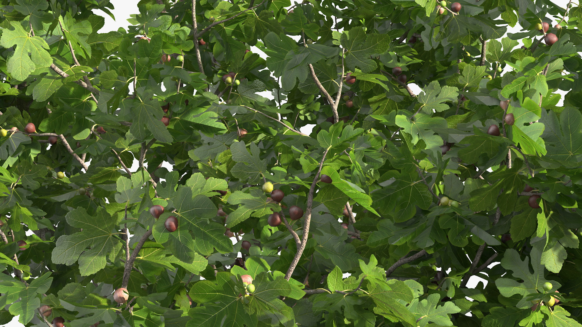 Big Fig Tree with Fruits 3D model