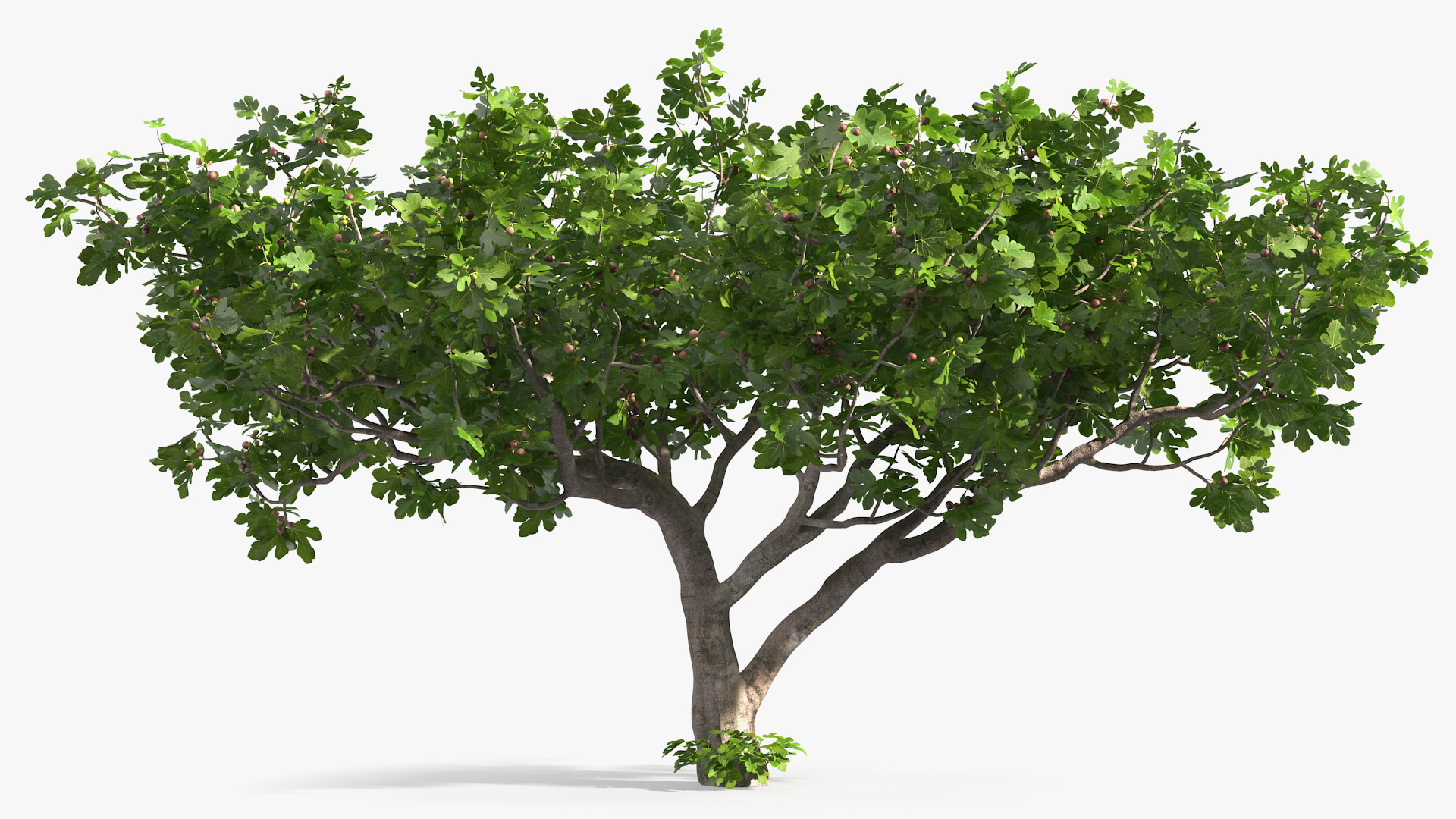 Big Fig Tree with Fruits 3D model