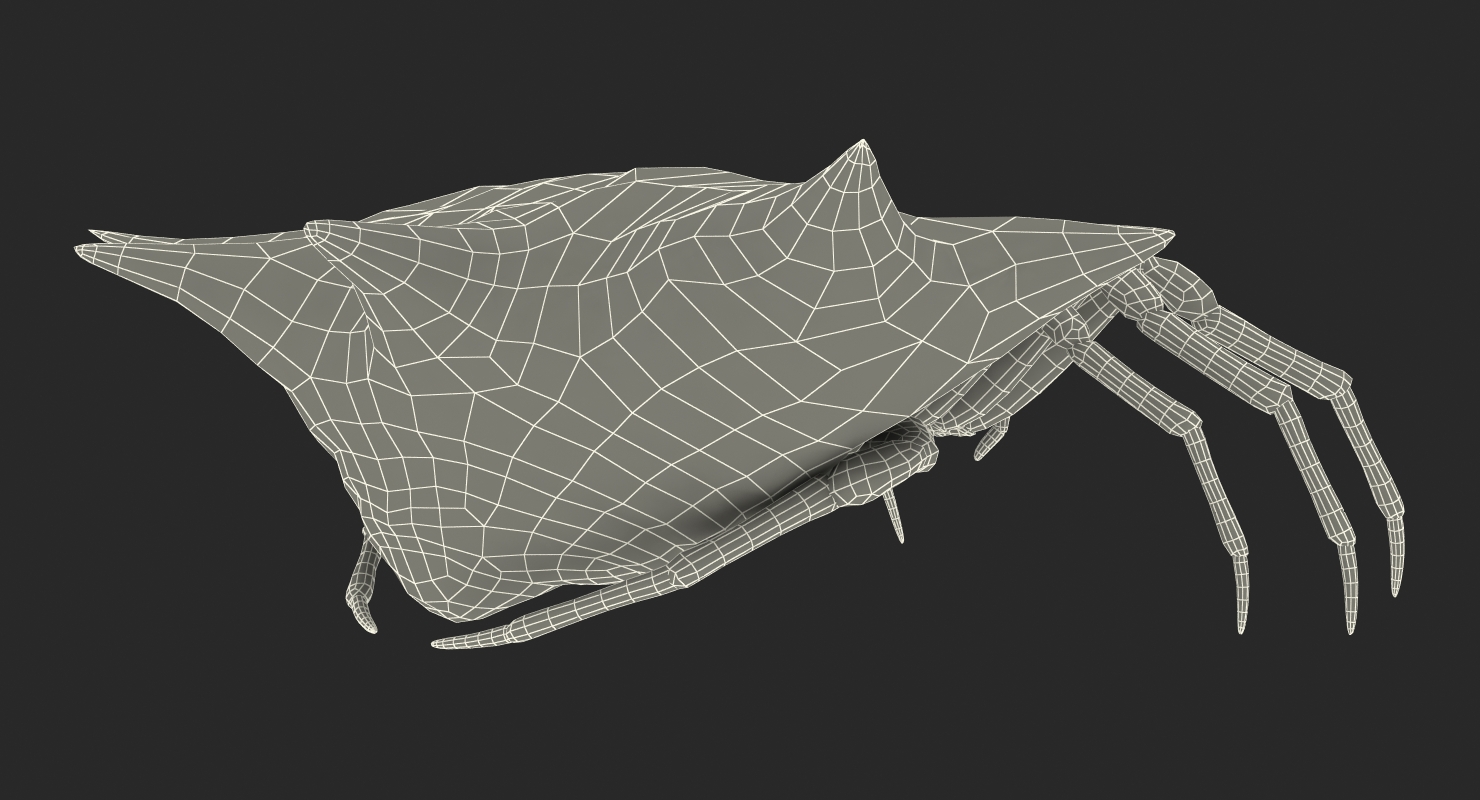 3D Spiny Orb Weaver Spider model