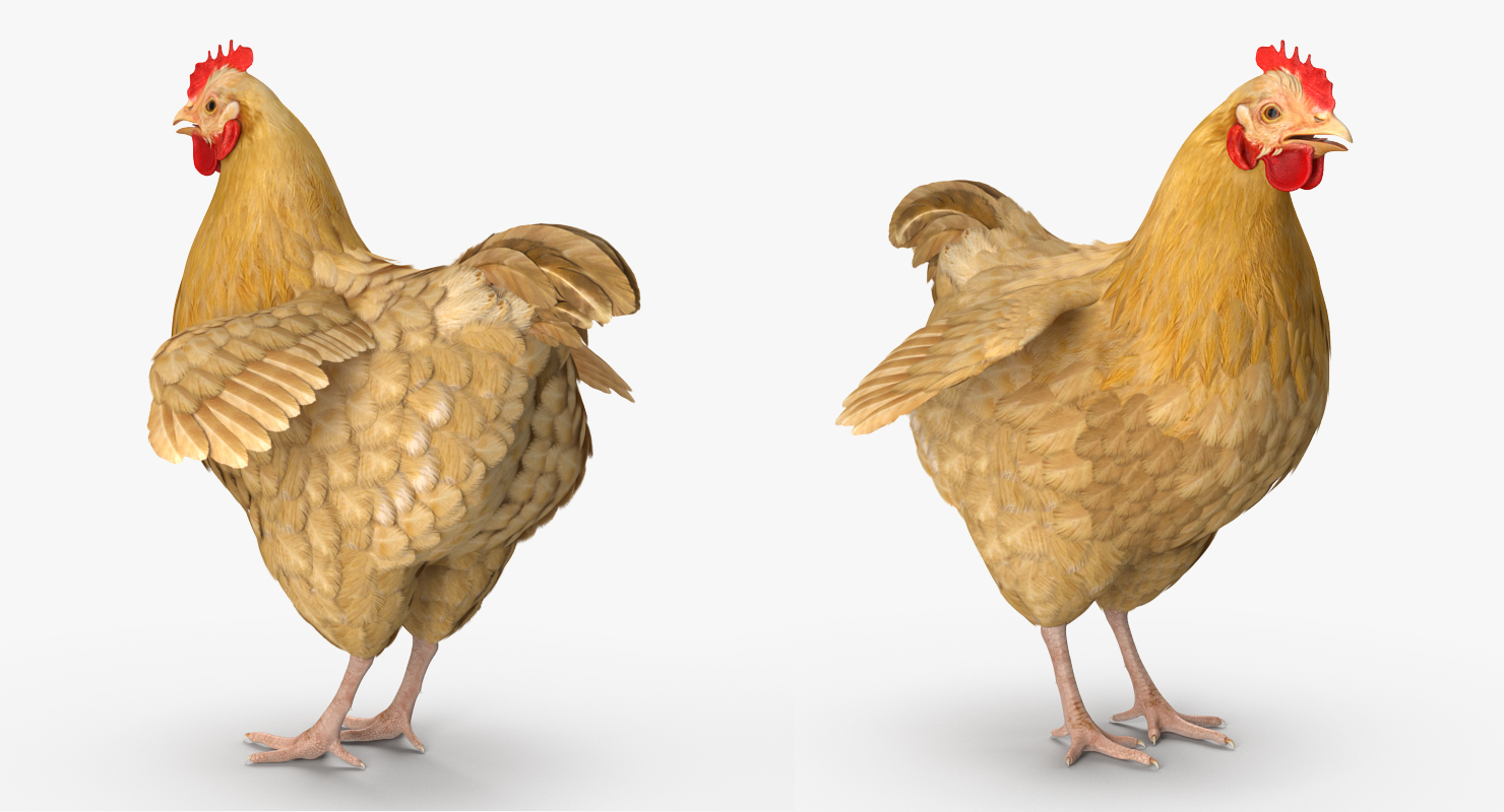 Chicken 3D model