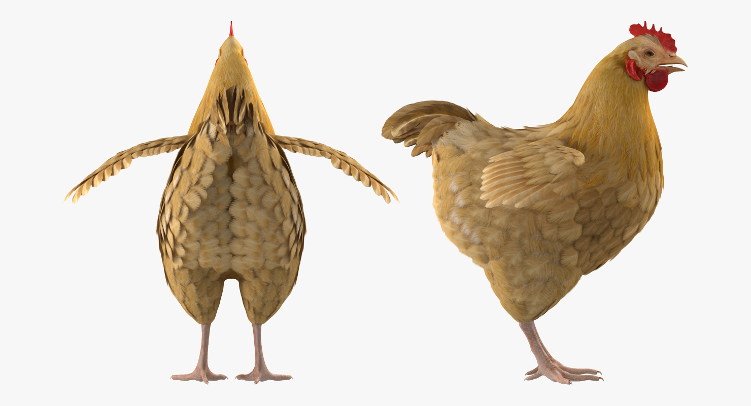 Chicken 3D model