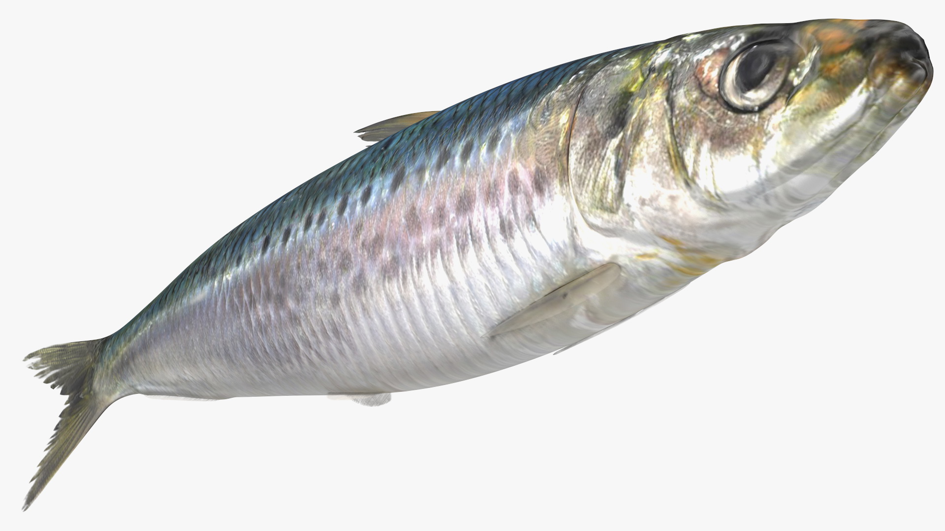 Canned Sardine Fish 3D model