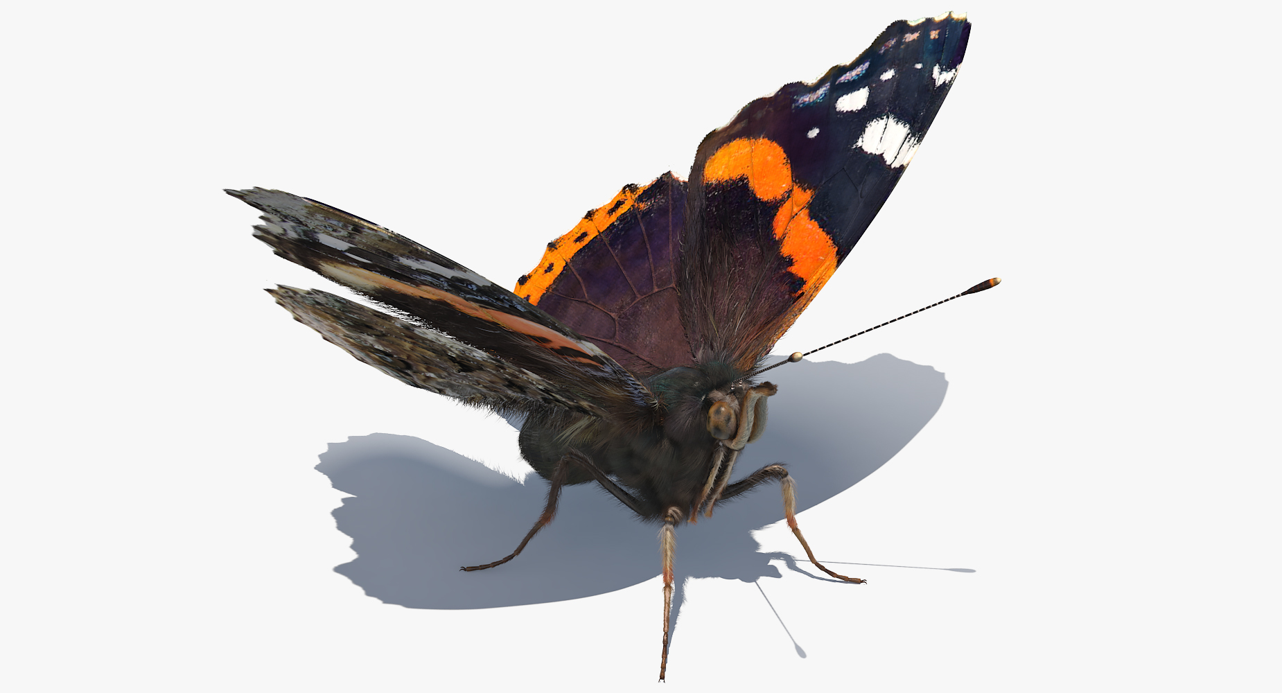 3D model Vanessa Atalanta Butterfly with Fur