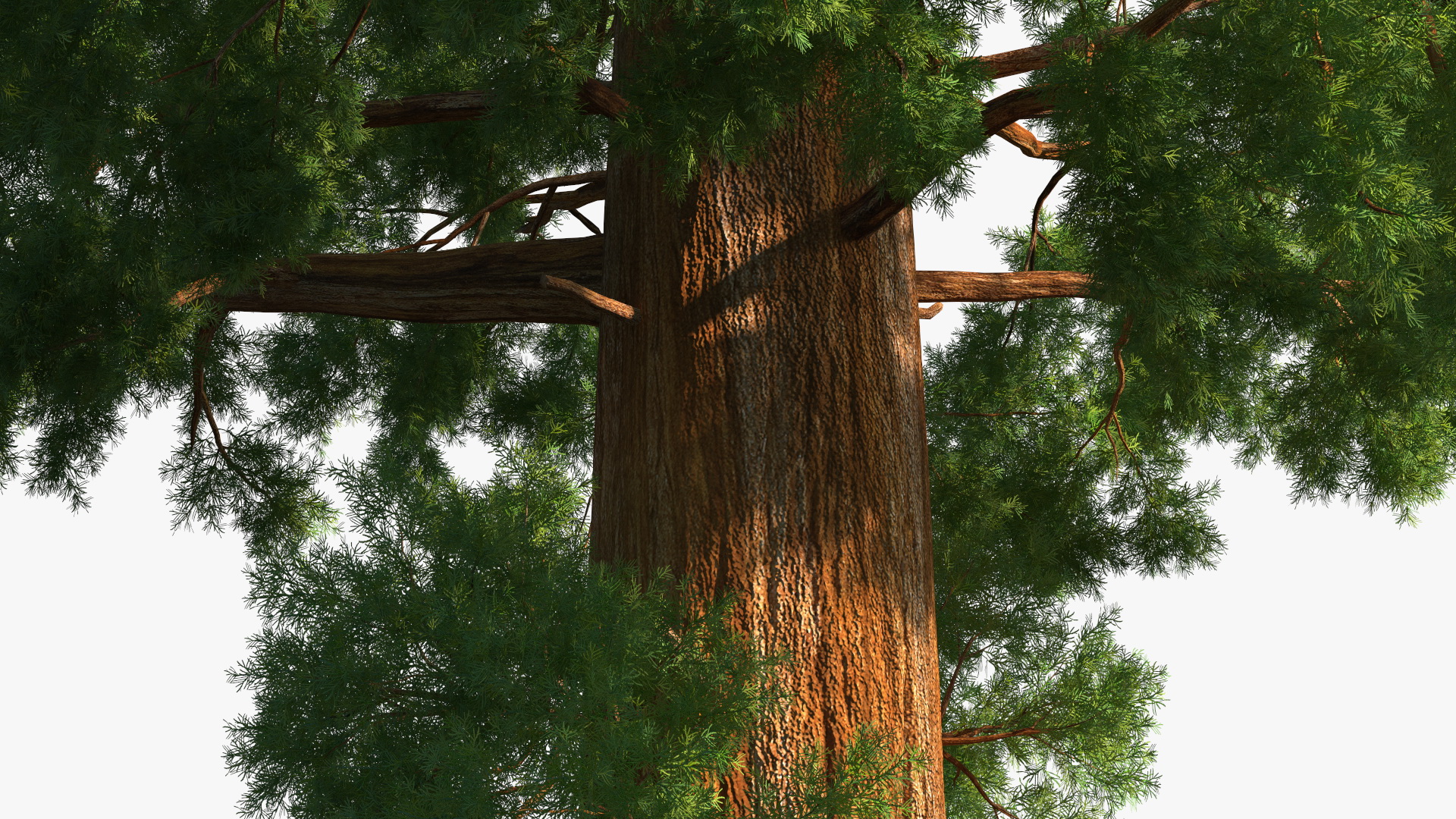 3D Giant Sequoia Sequoiadendron Giganteum model