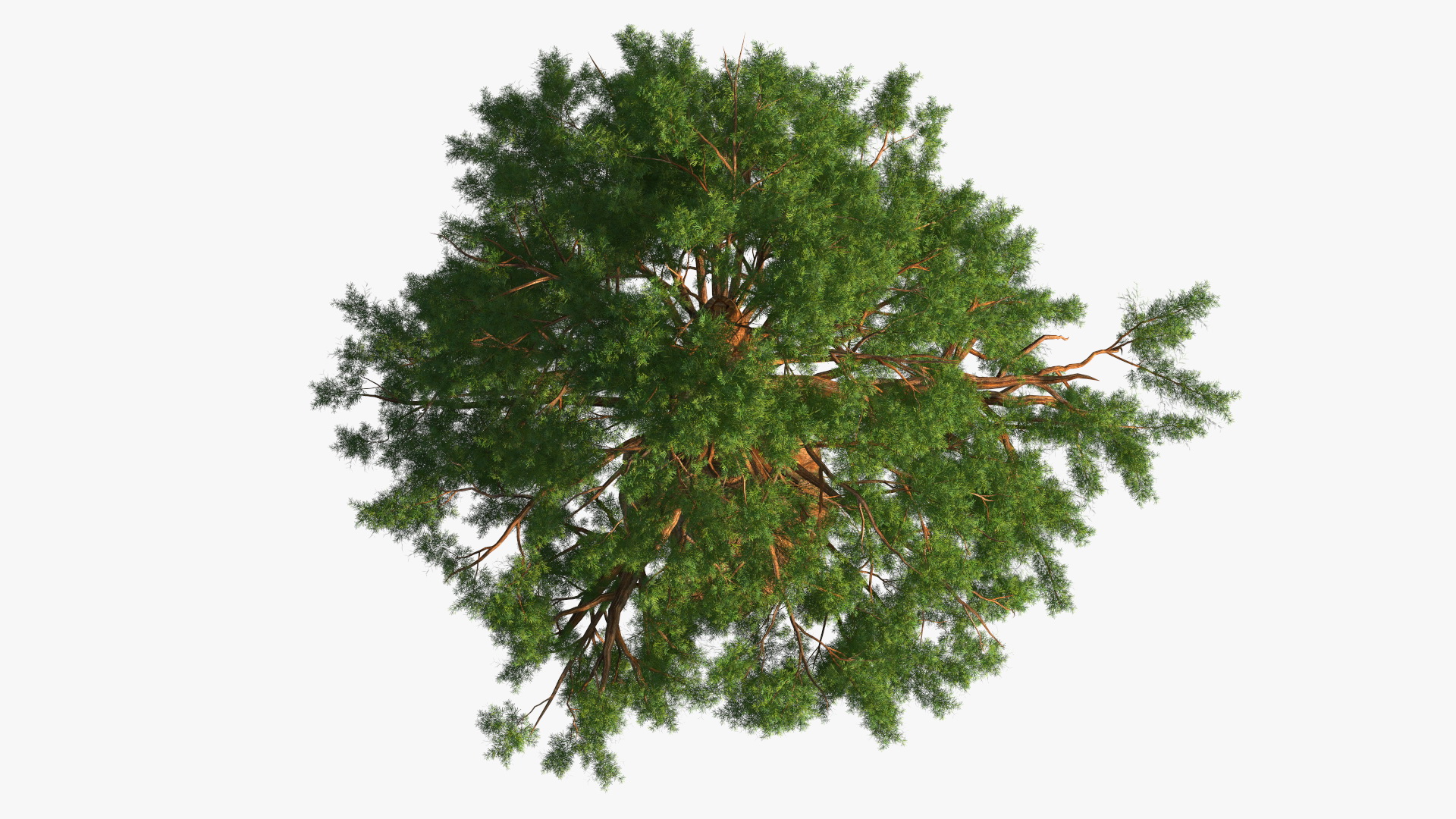 3D Giant Sequoia Sequoiadendron Giganteum model