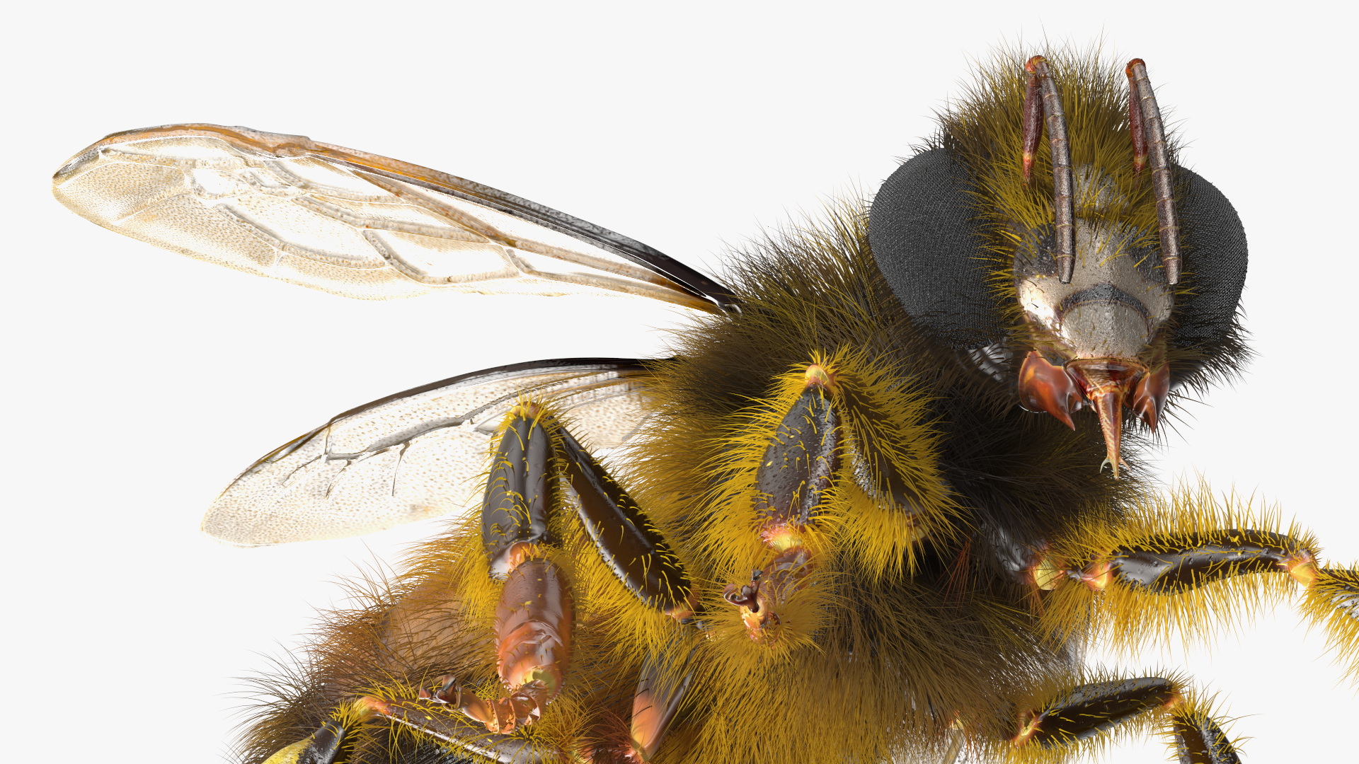 Realistic HoneyBee Fur 3D