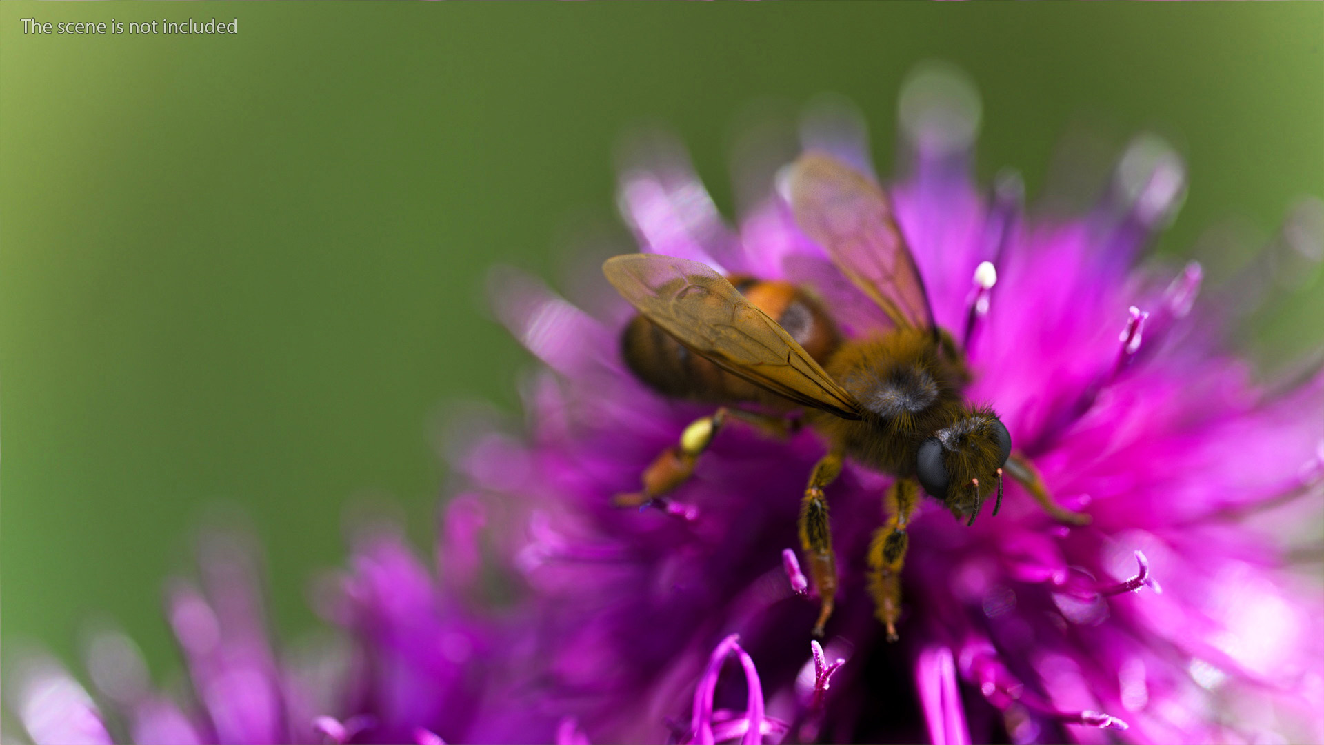 Realistic HoneyBee Fur 3D