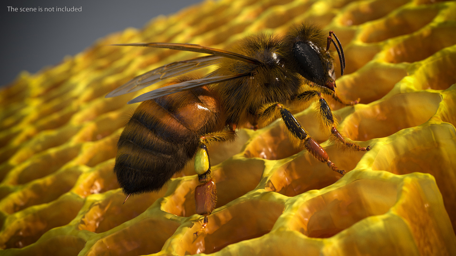 Realistic HoneyBee Fur 3D