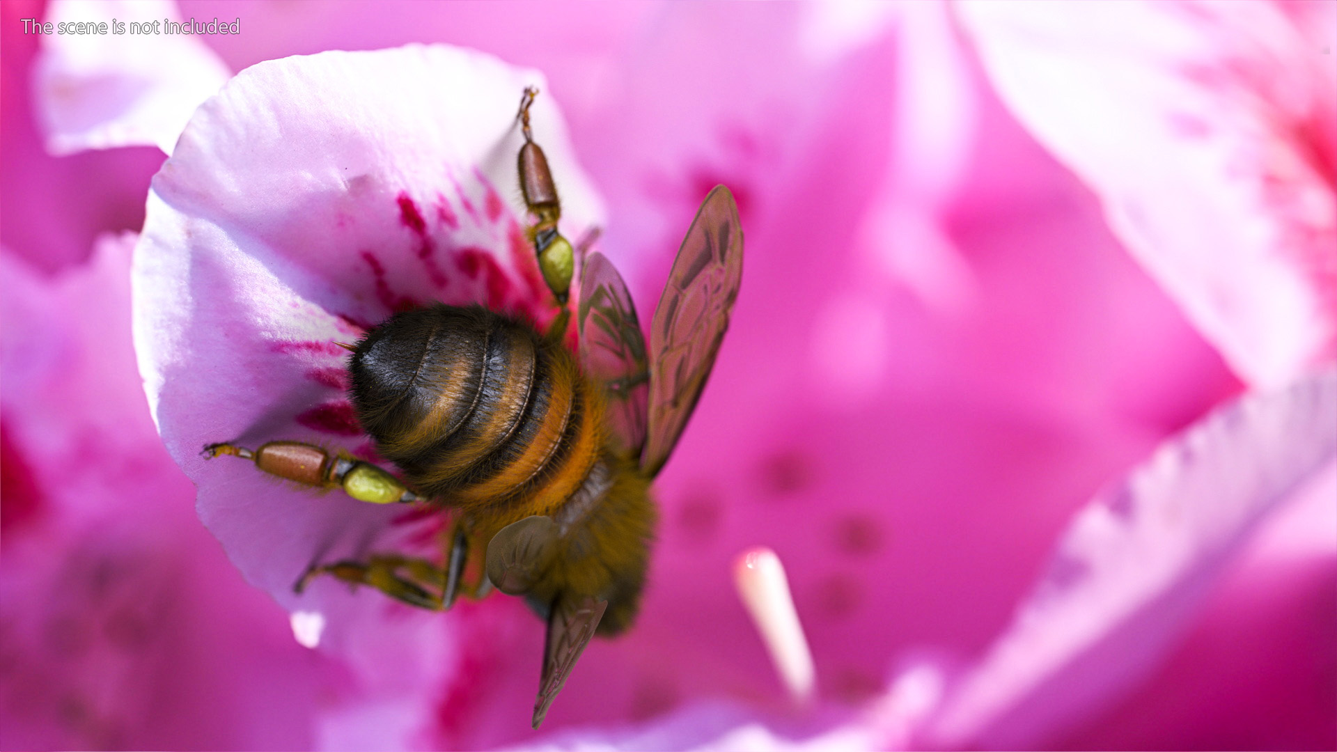 Realistic HoneyBee Fur 3D