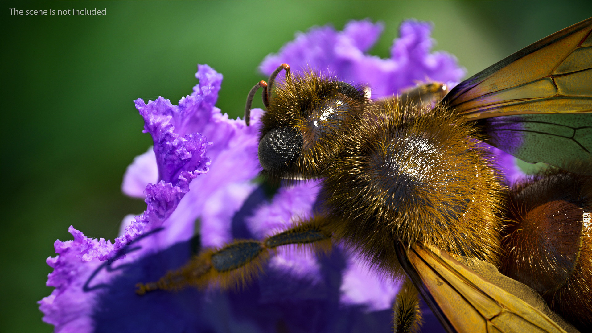 Realistic HoneyBee Fur 3D