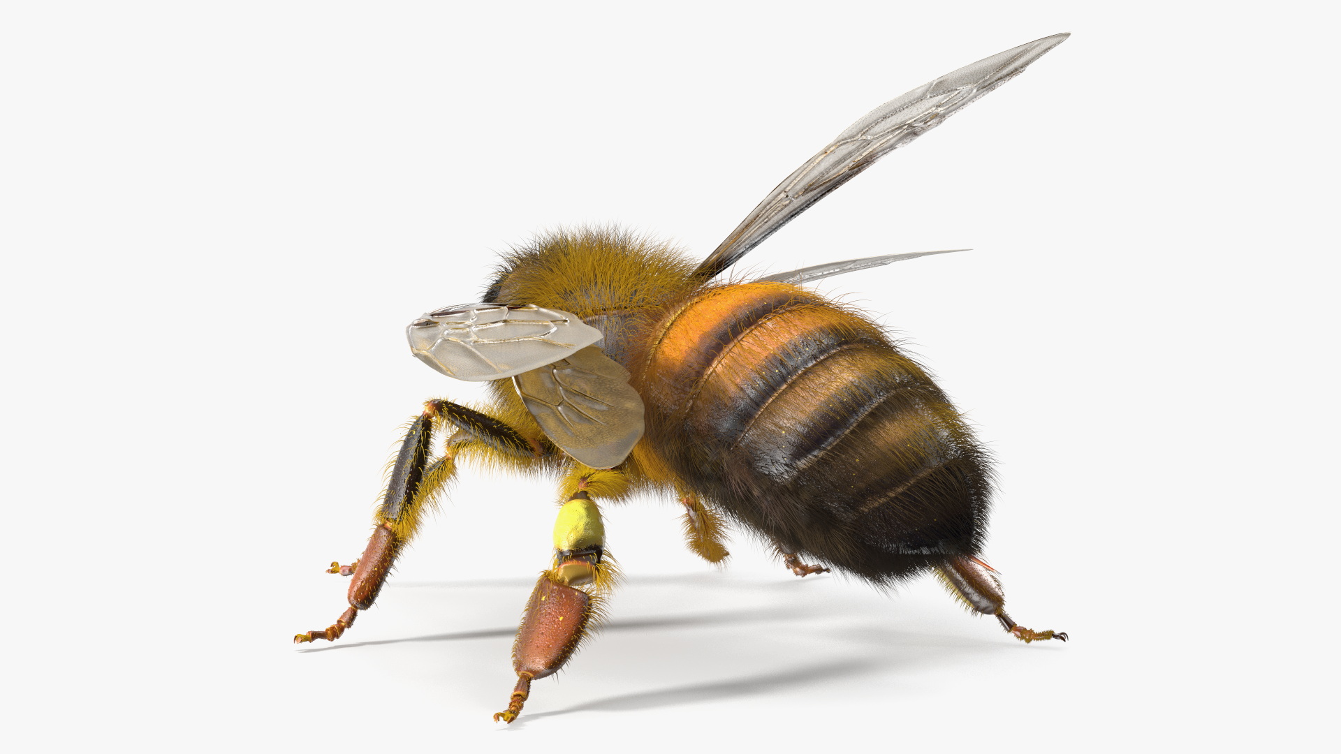 Realistic HoneyBee Fur 3D