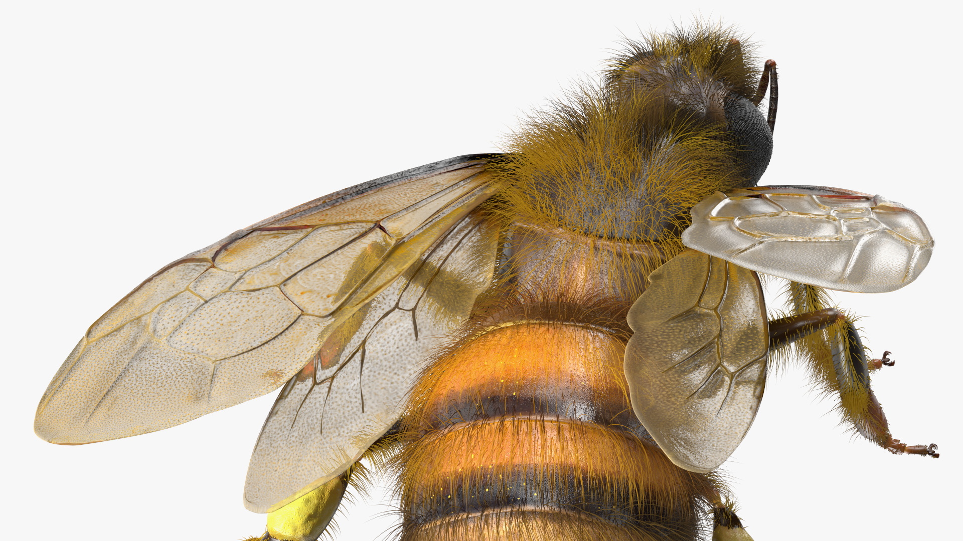 Realistic HoneyBee Fur 3D