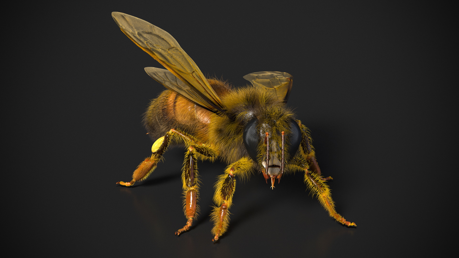 Realistic HoneyBee Fur 3D