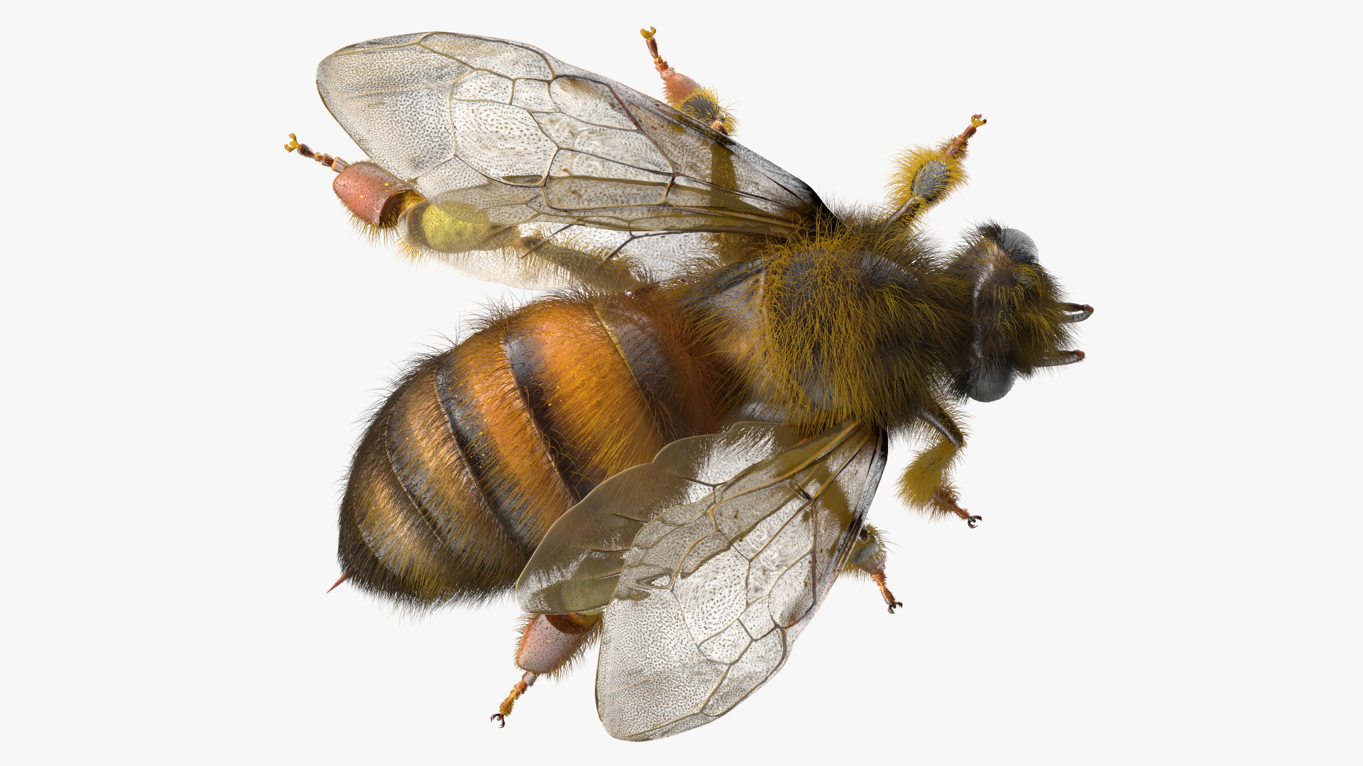 Realistic HoneyBee Fur 3D