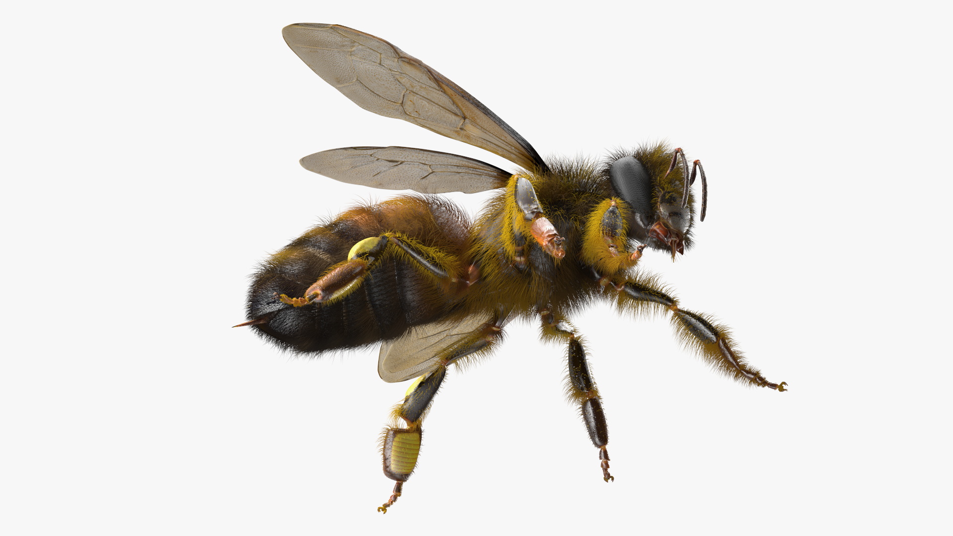 Realistic HoneyBee Fur 3D