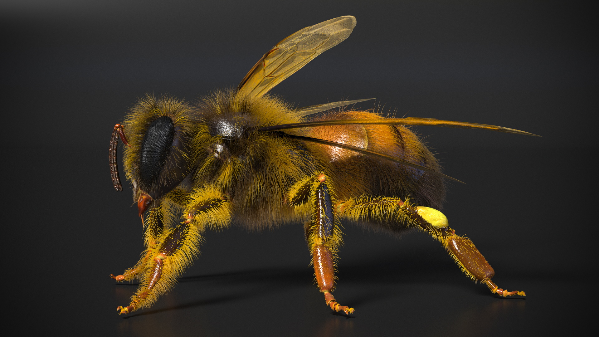 Realistic HoneyBee Fur 3D