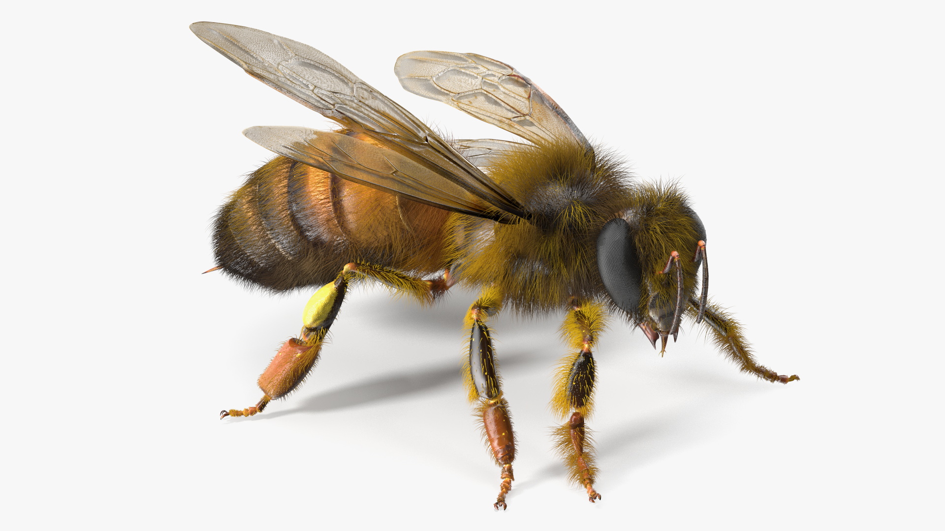 Realistic HoneyBee Fur 3D