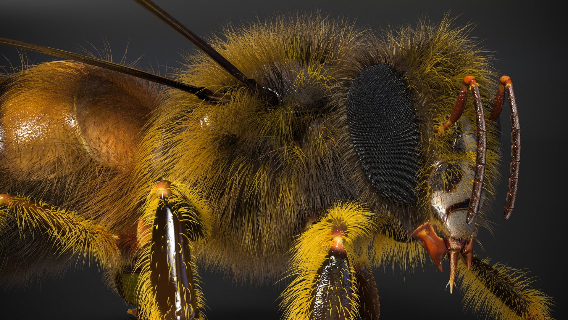 Realistic HoneyBee Fur 3D