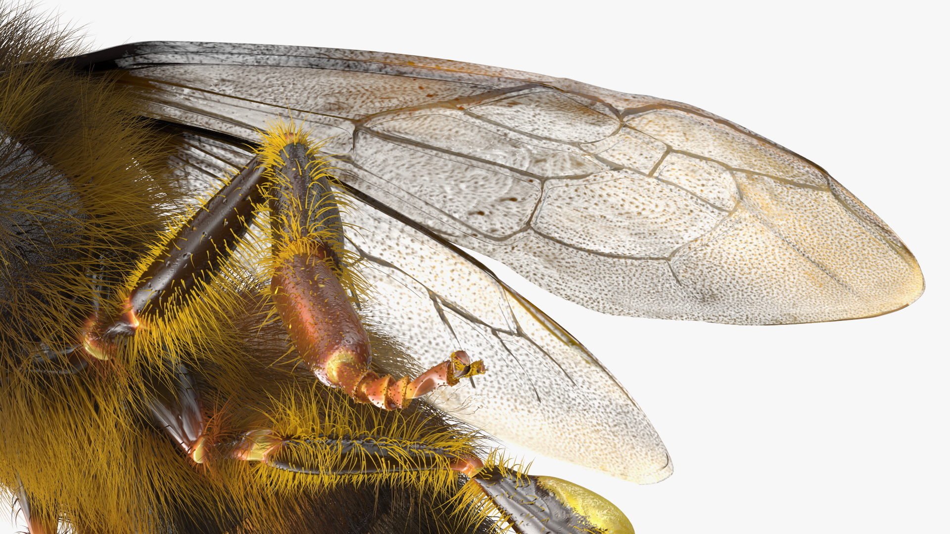 Realistic HoneyBee Fur 3D