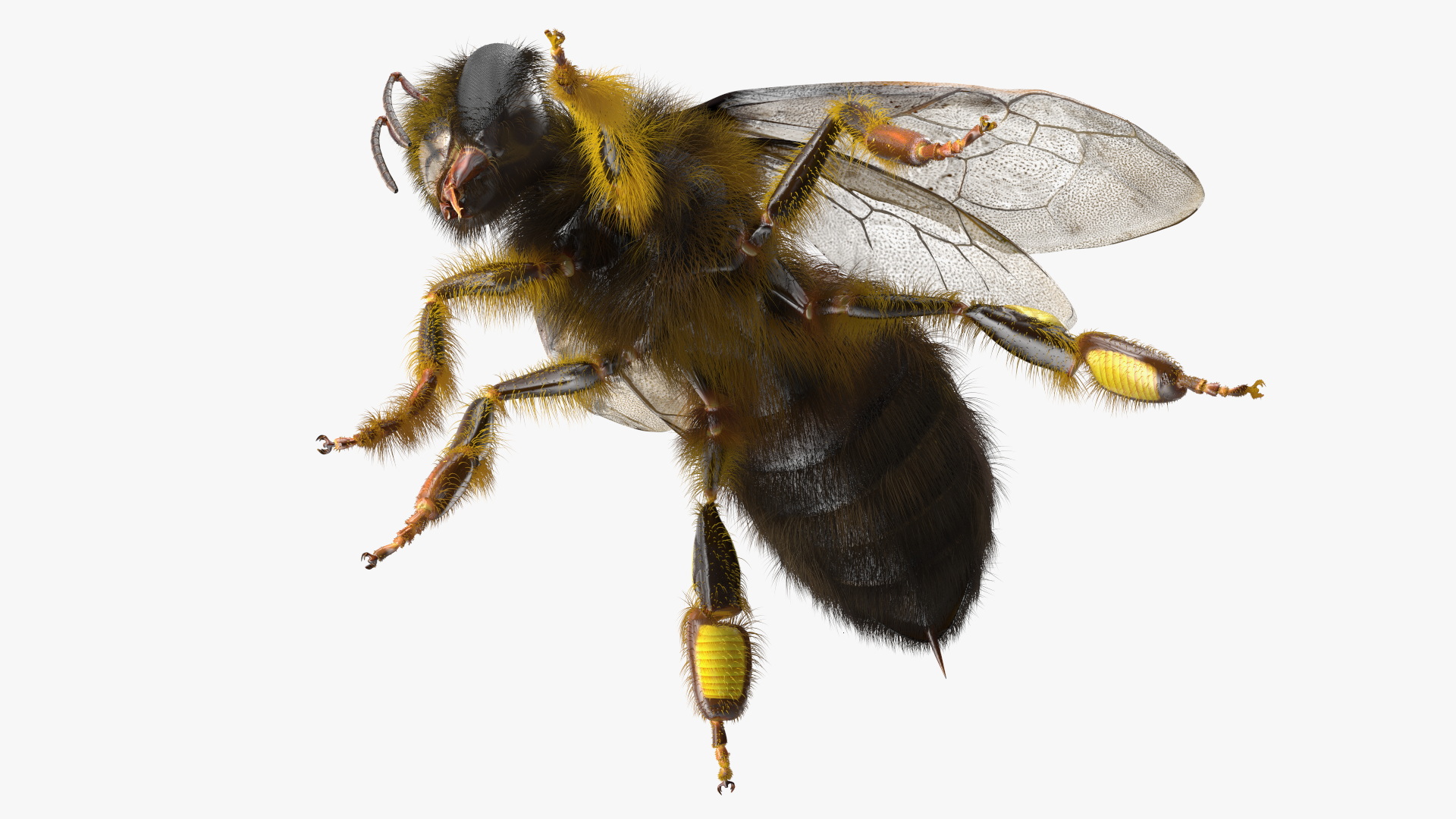 Realistic HoneyBee Fur 3D