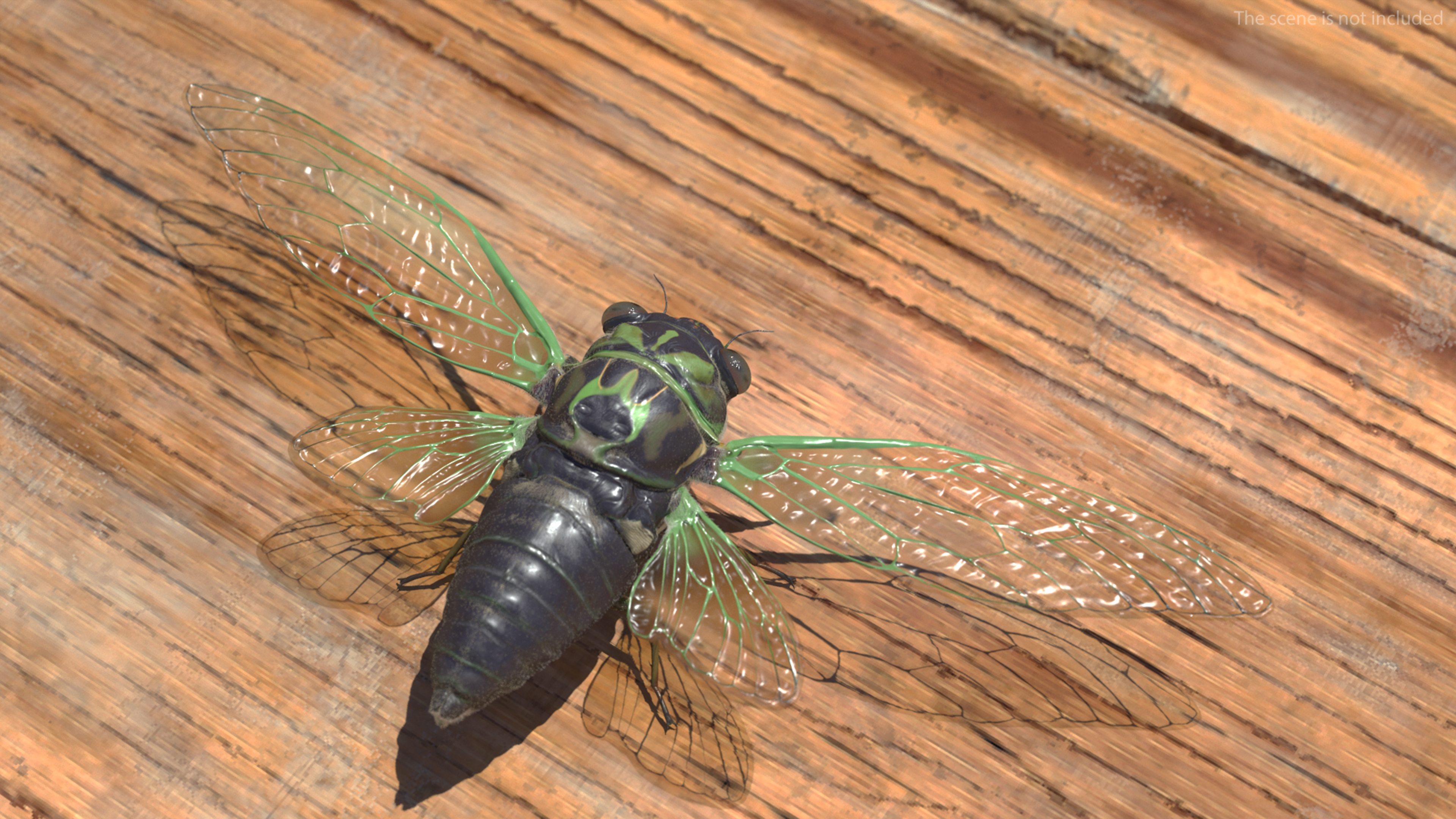 Cicada Fur Rigged 3D