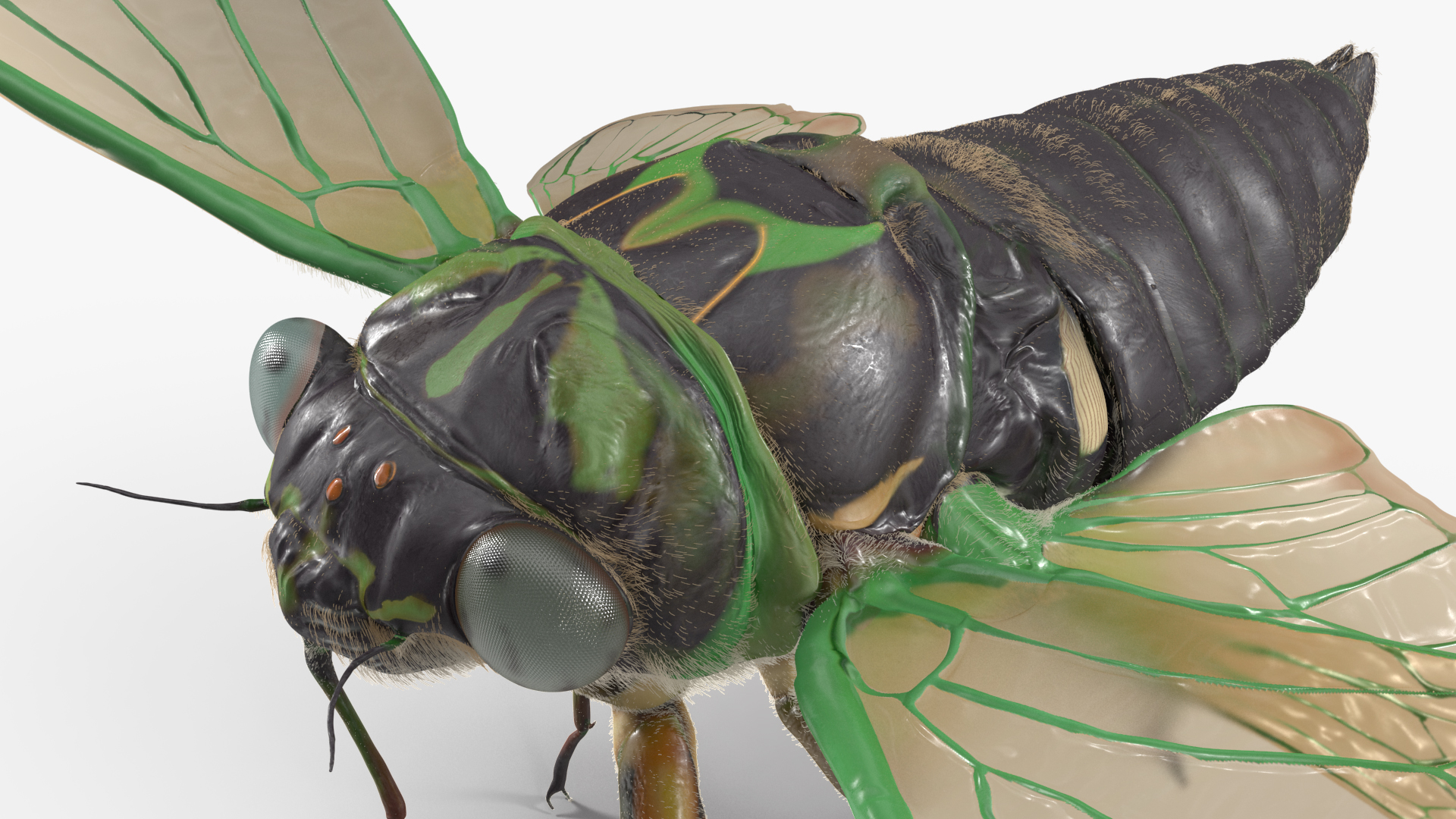 Cicada Fur Rigged 3D