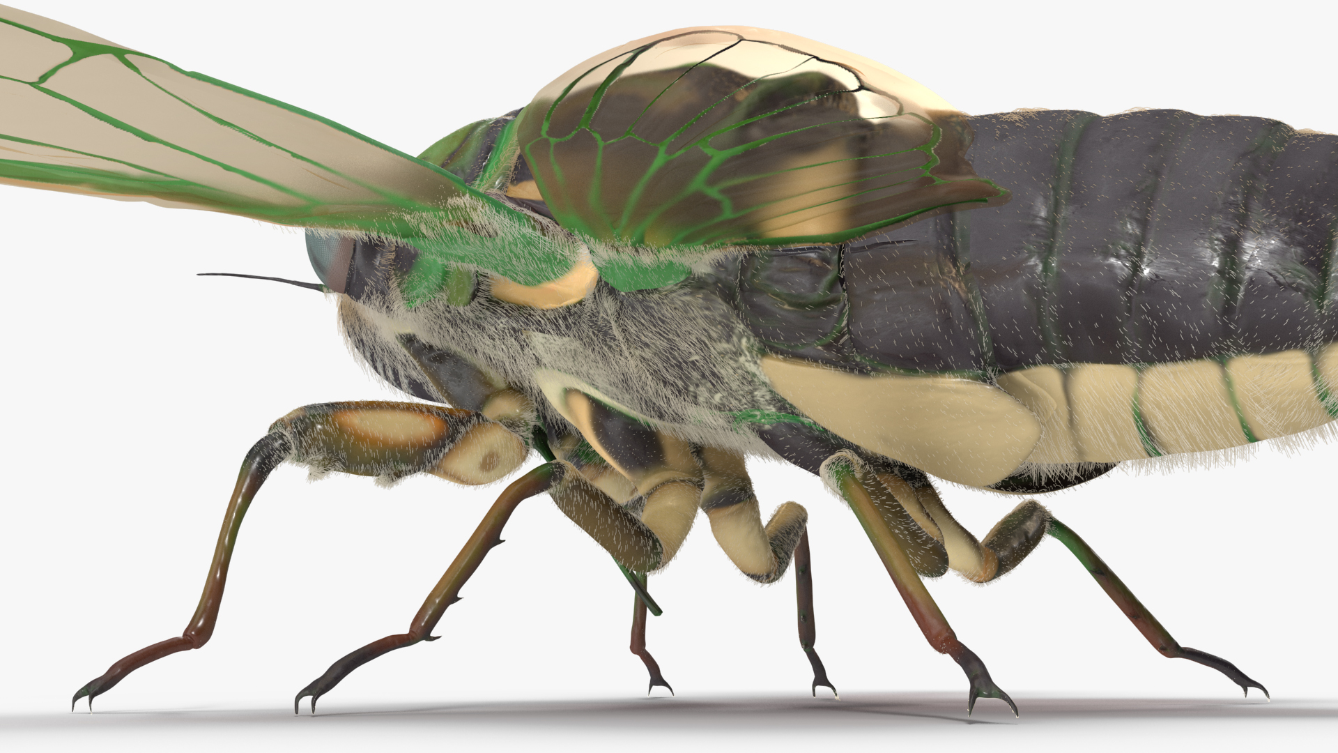 Cicada Fur Rigged 3D