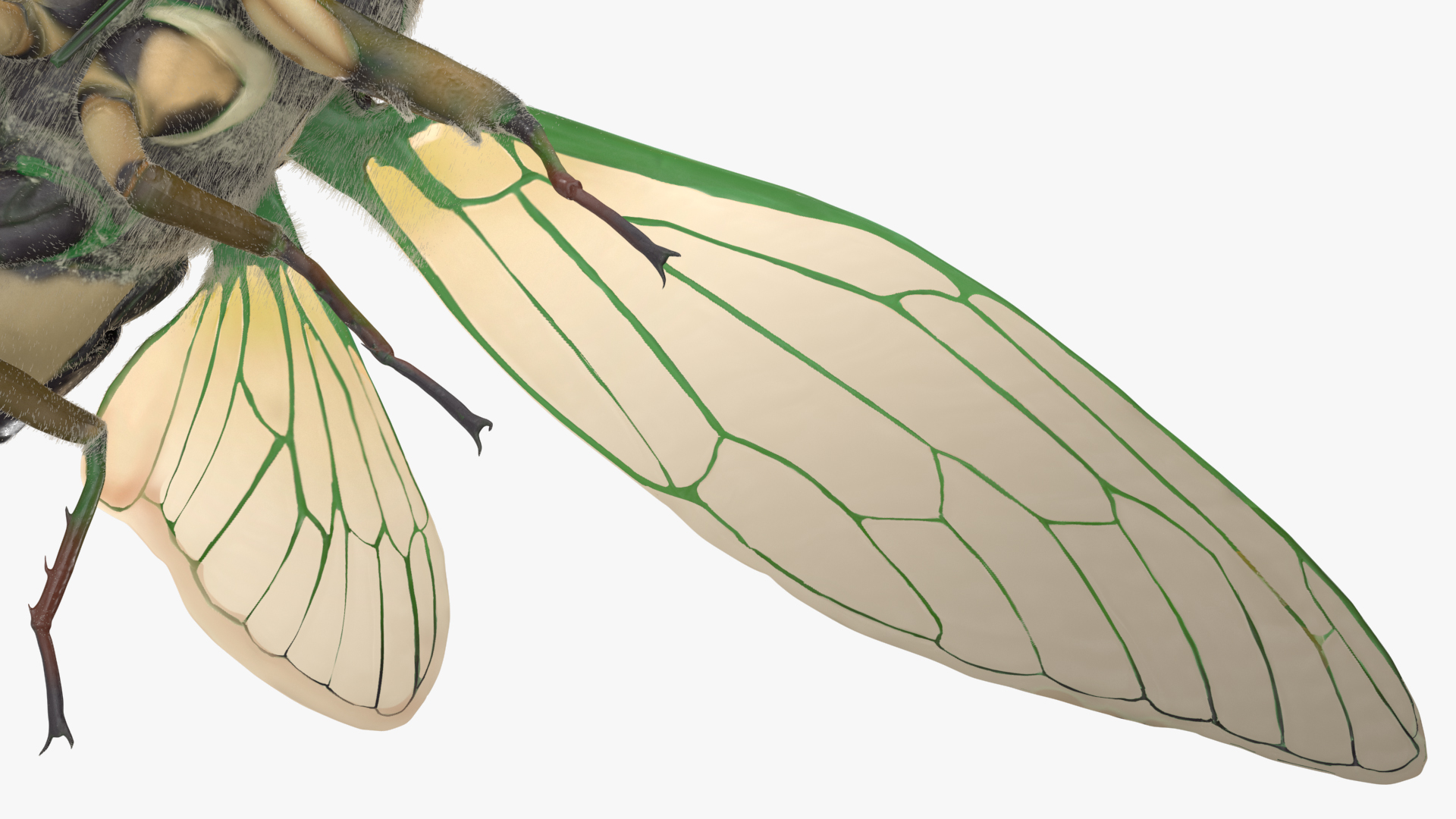 Cicada Fur Rigged 3D