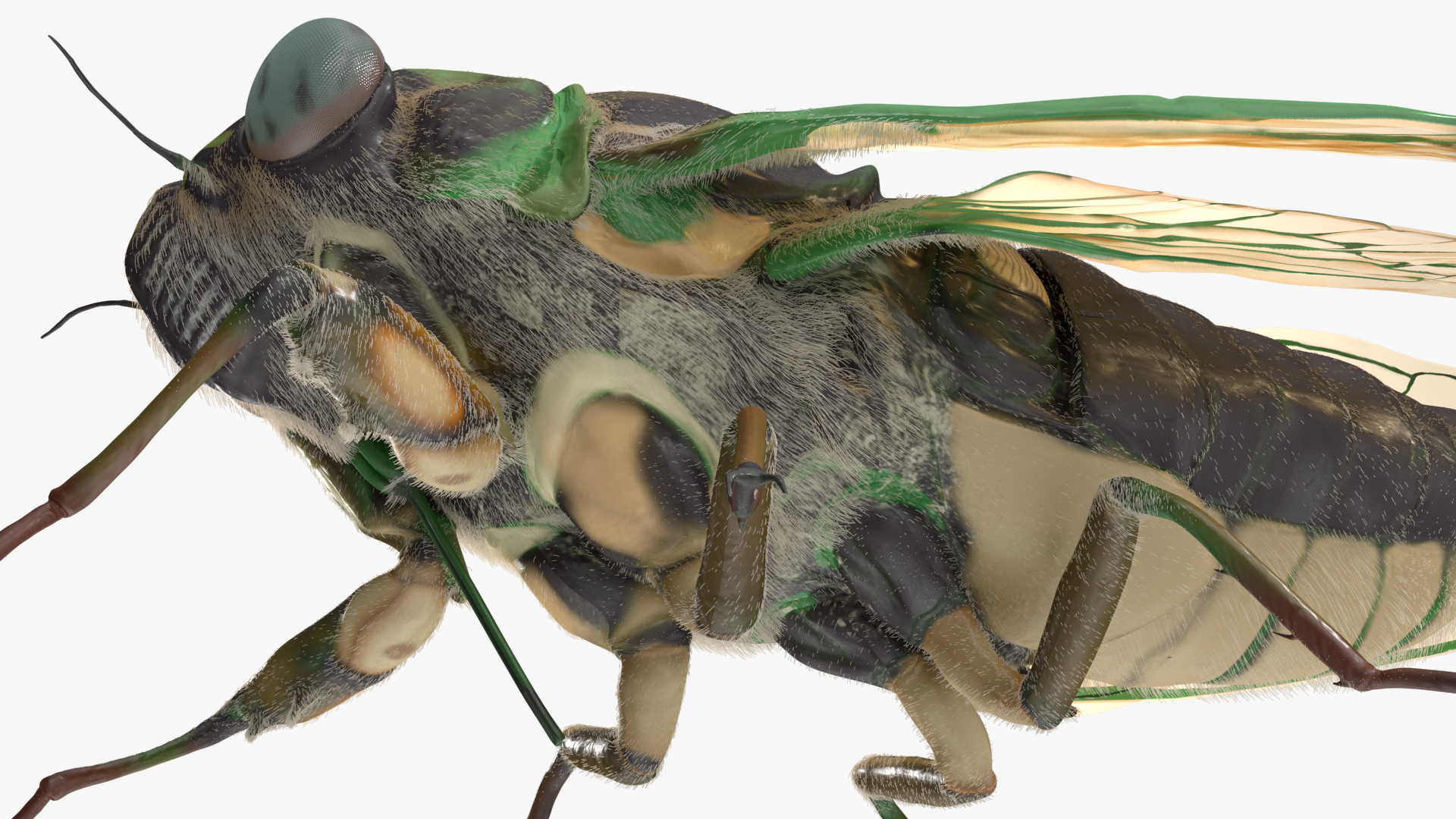 Cicada Fur Rigged 3D