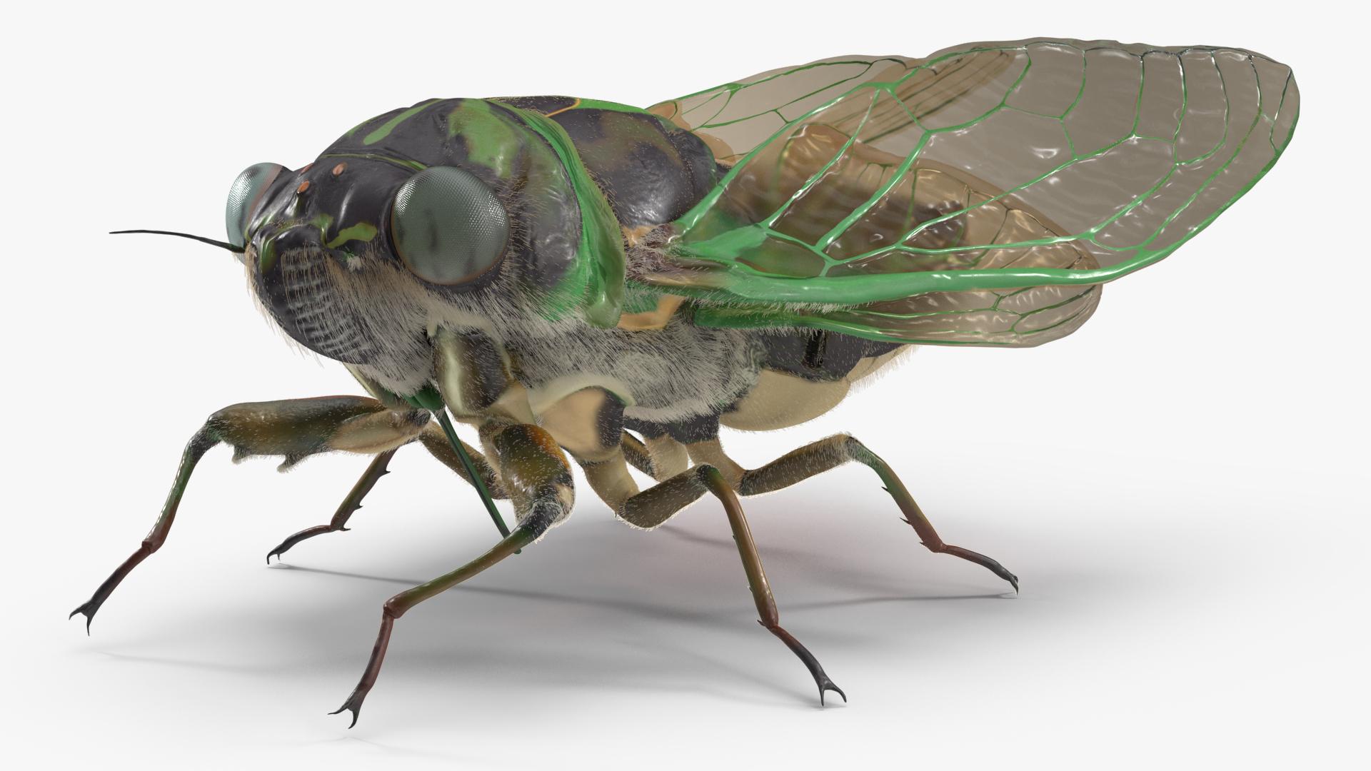 Cicada Fur Rigged 3D