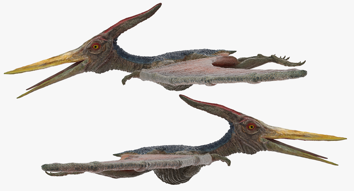 3D model Pteranodon