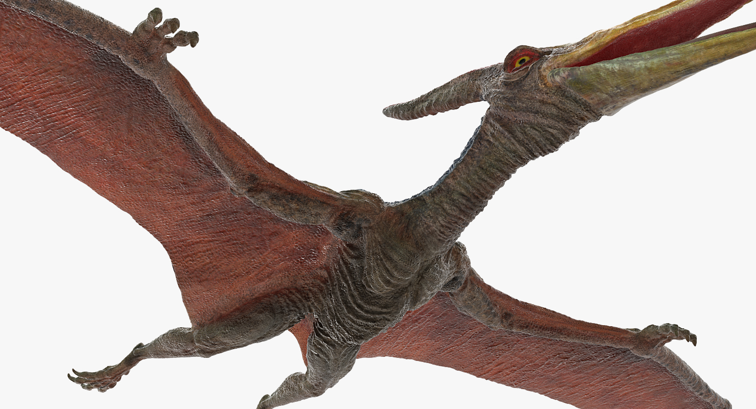 3D model Pteranodon